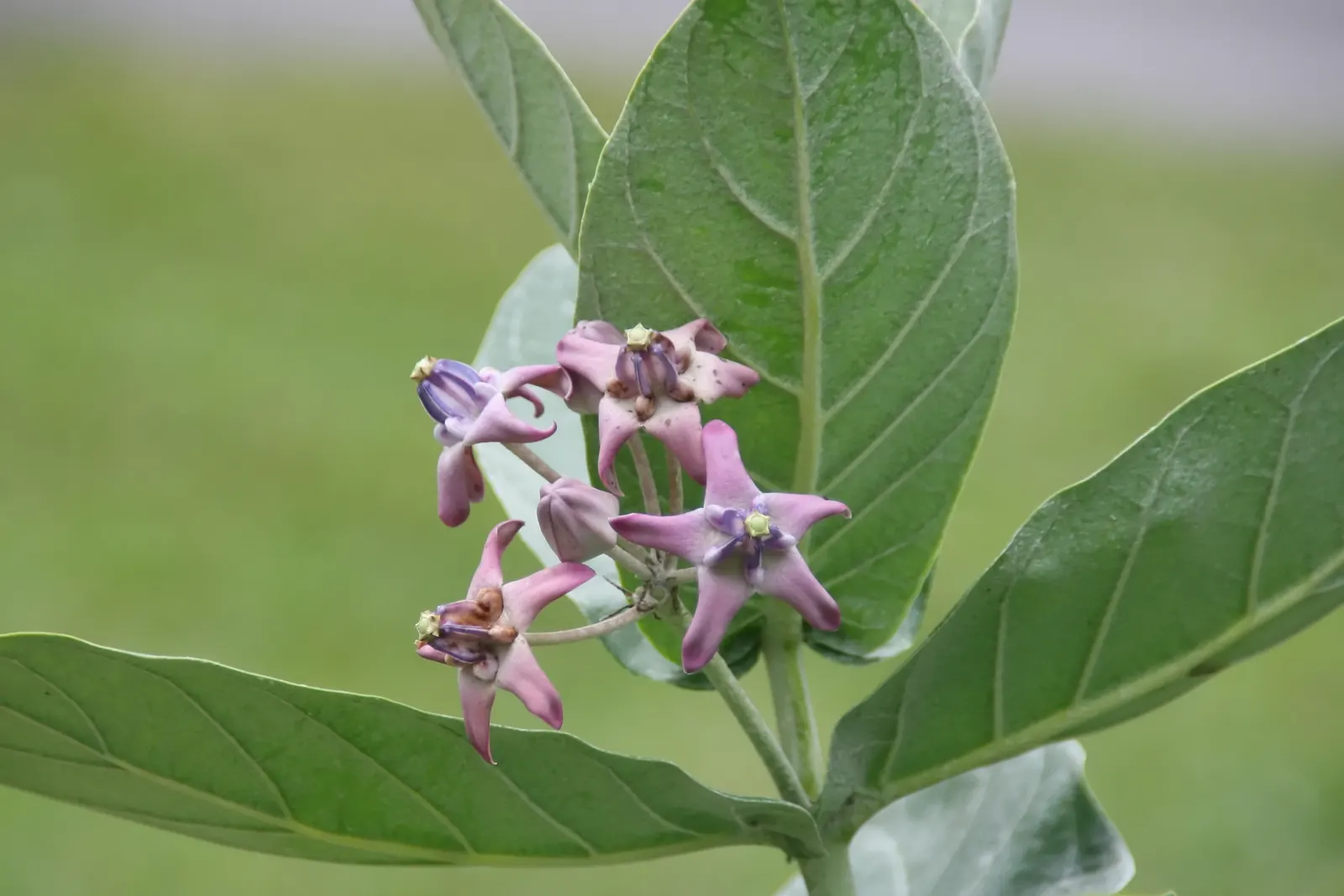 Tropical Milkweed (Asclepias Curassavica) — Asclepias curassavica is drought-tolerant once established and is typically easy to maintain; which, image 66