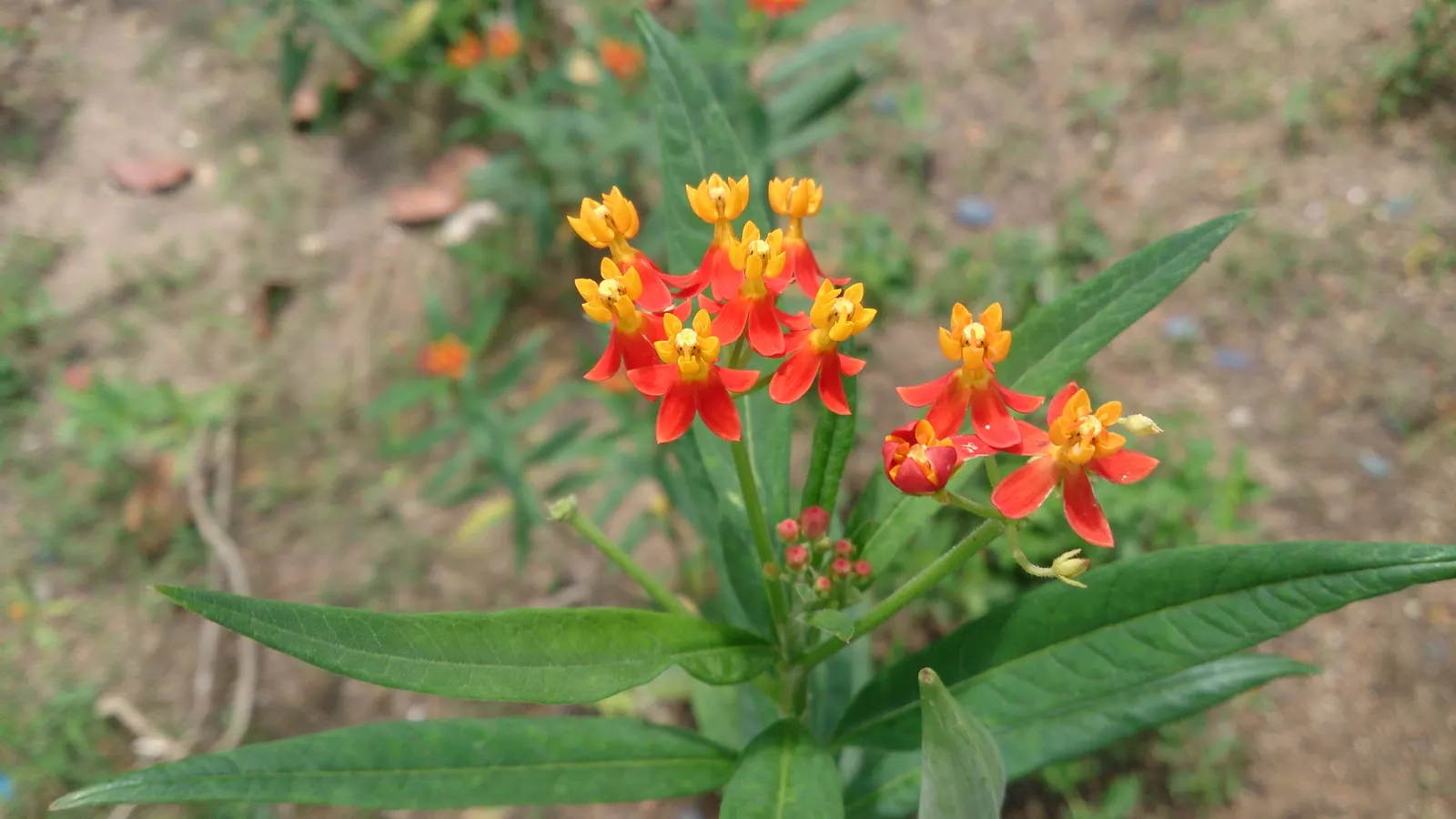 Tropical Milkweed (Asclepias Curassavica) — When proposing this plant for a garden