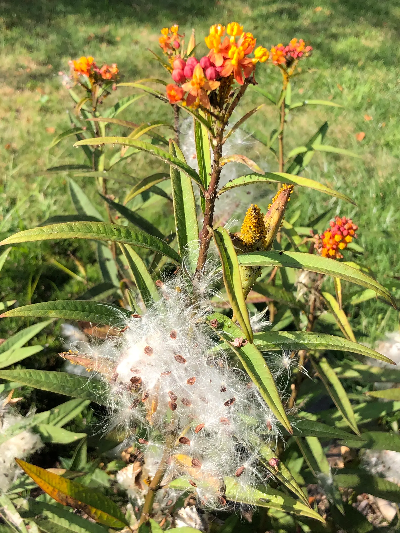 Tropical Milkweed (Asclepias Curassavica) — serving as a host for their larvae; with a deep green hue that contrasts beautifully against the fiery, image 54