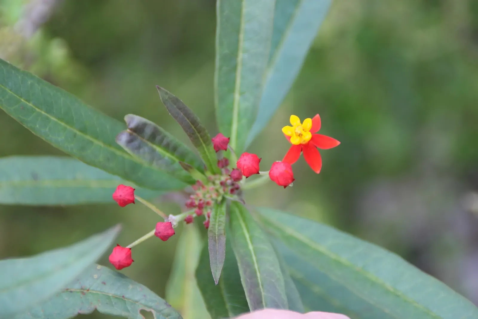 Tropical Milkweed (Asclepias Curassavica) — creating a striking visual against its lanceolate; tropical Milkweed, Asclepias curassavica, is a, image 76