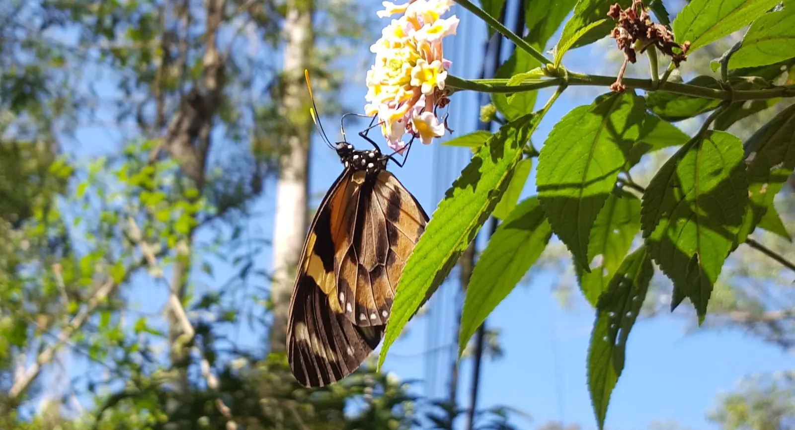 Tropical Milkweed (Asclepias Curassavica) — orange and red flower clusters known as umbels; this species typically reaches a mature height of 2 to, image 132