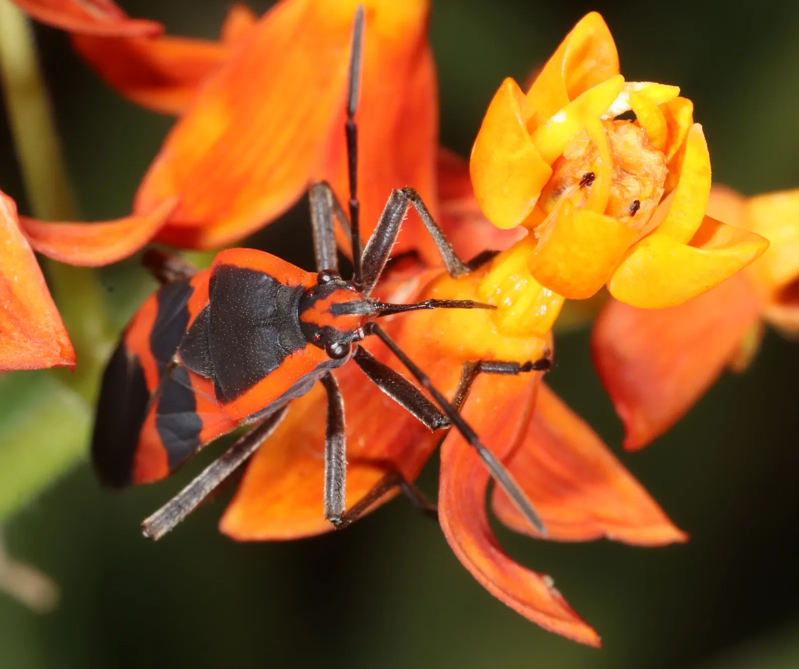 Tropical Milkweed (Asclepias Curassavica) — Its standout feature is the bold; it boasts fiery orange and red flowers