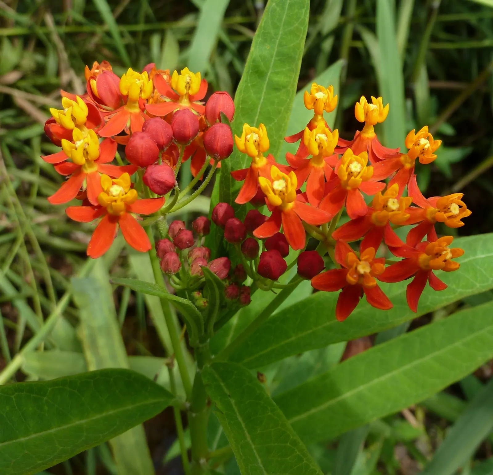 Tropical Milkweed (Asclepias Curassavica) — which bloom prolifically from early summer until the first frost; as an integral plant for pollinators, image 157