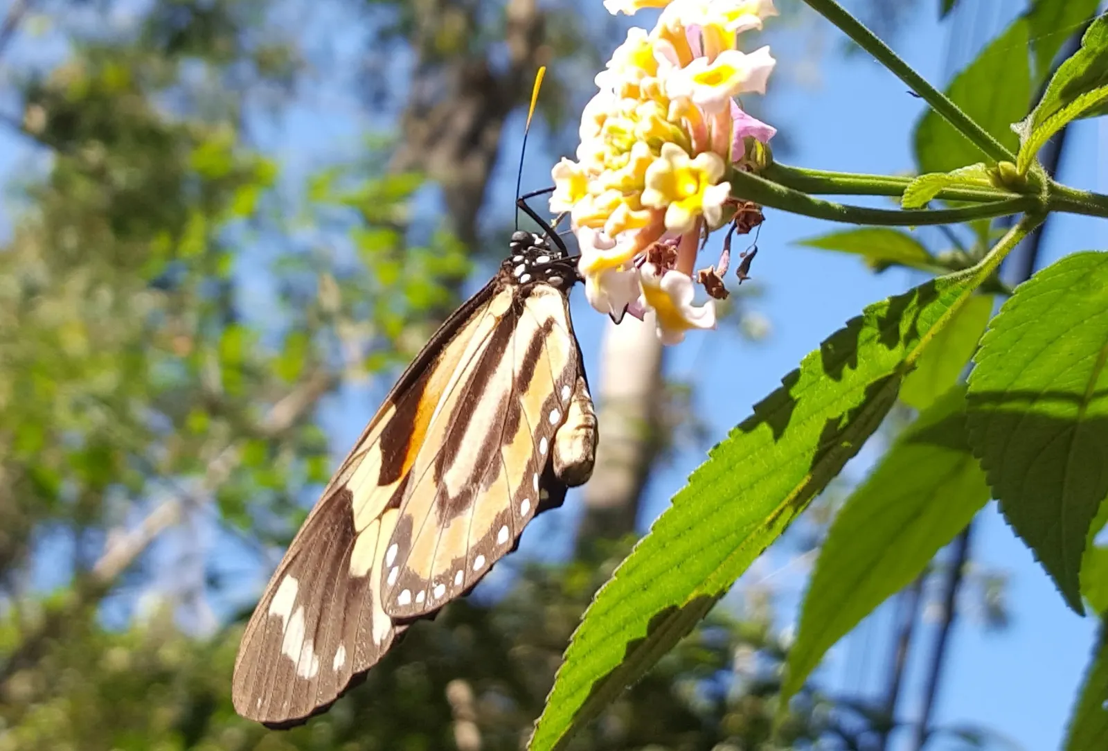 Tropical Milkweed (Asclepias Curassavica) — perennial for full; so caution is advised when handling, image 144