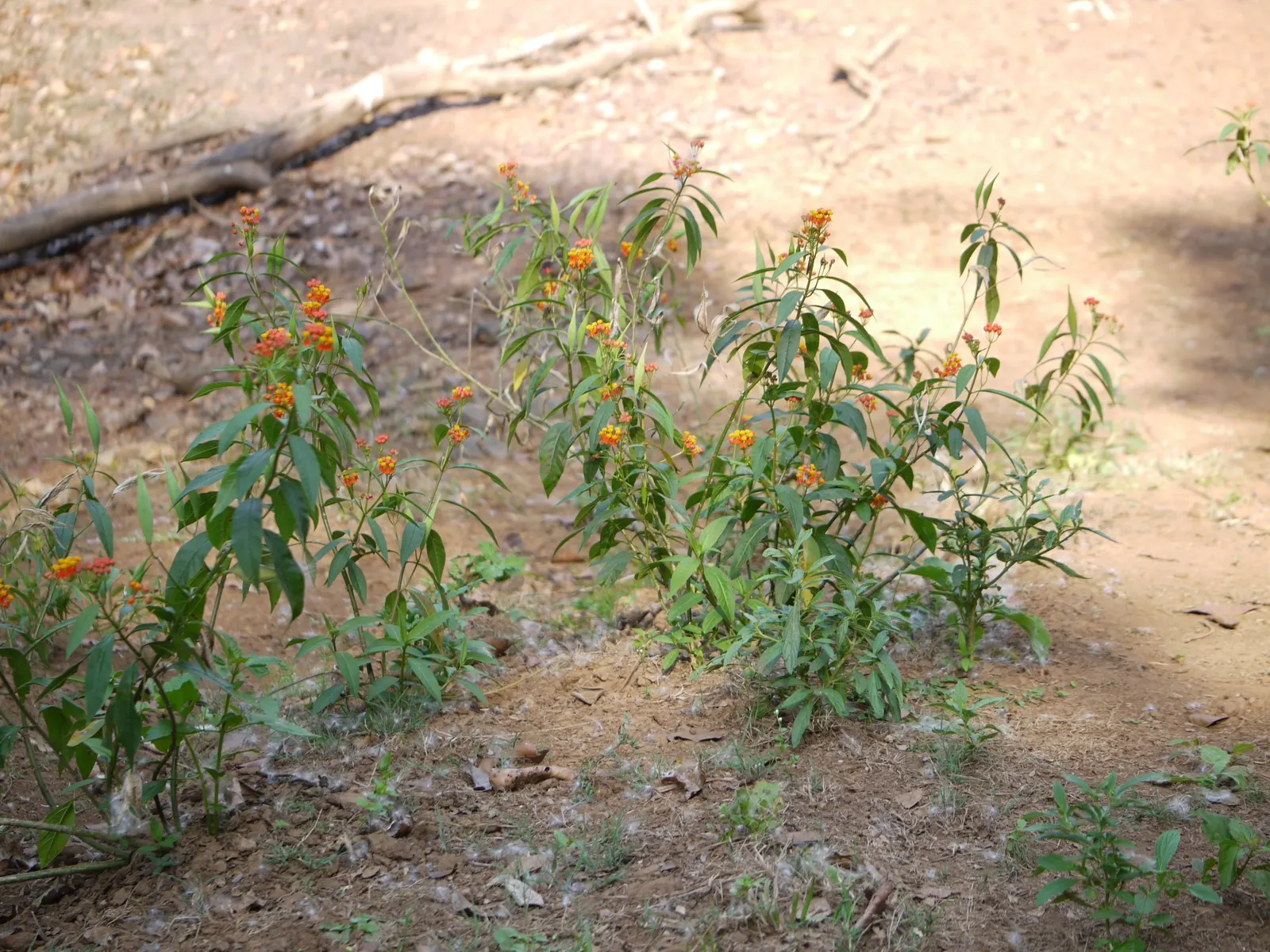 Tropical Milkweed (Asclepias Curassavica) — serving as a host for their larvae
