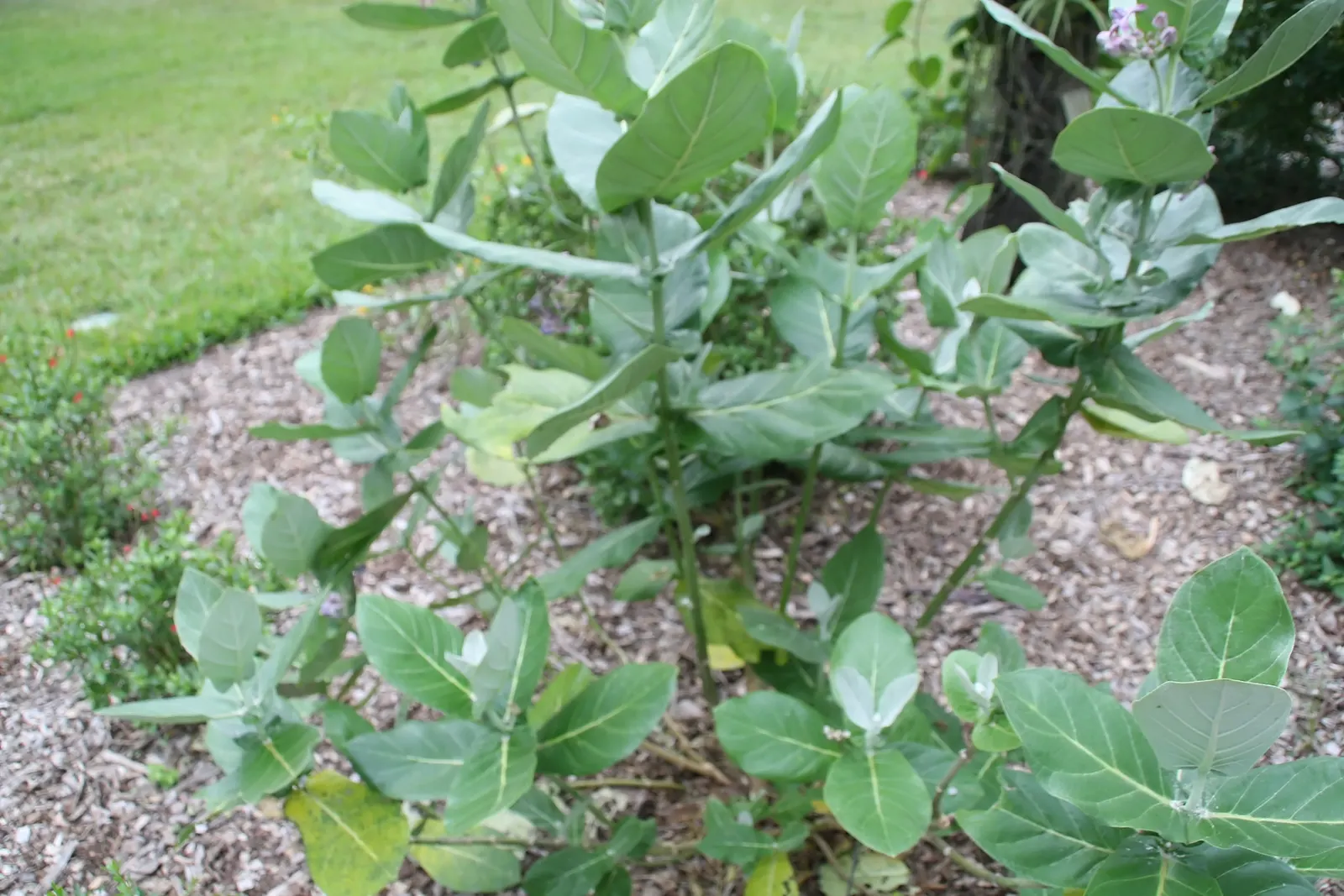 Tropical Milkweed (Asclepias Curassavica) — Asclepias curassavica is drought-tolerant once established and is typically easy to maintain; which, image 114