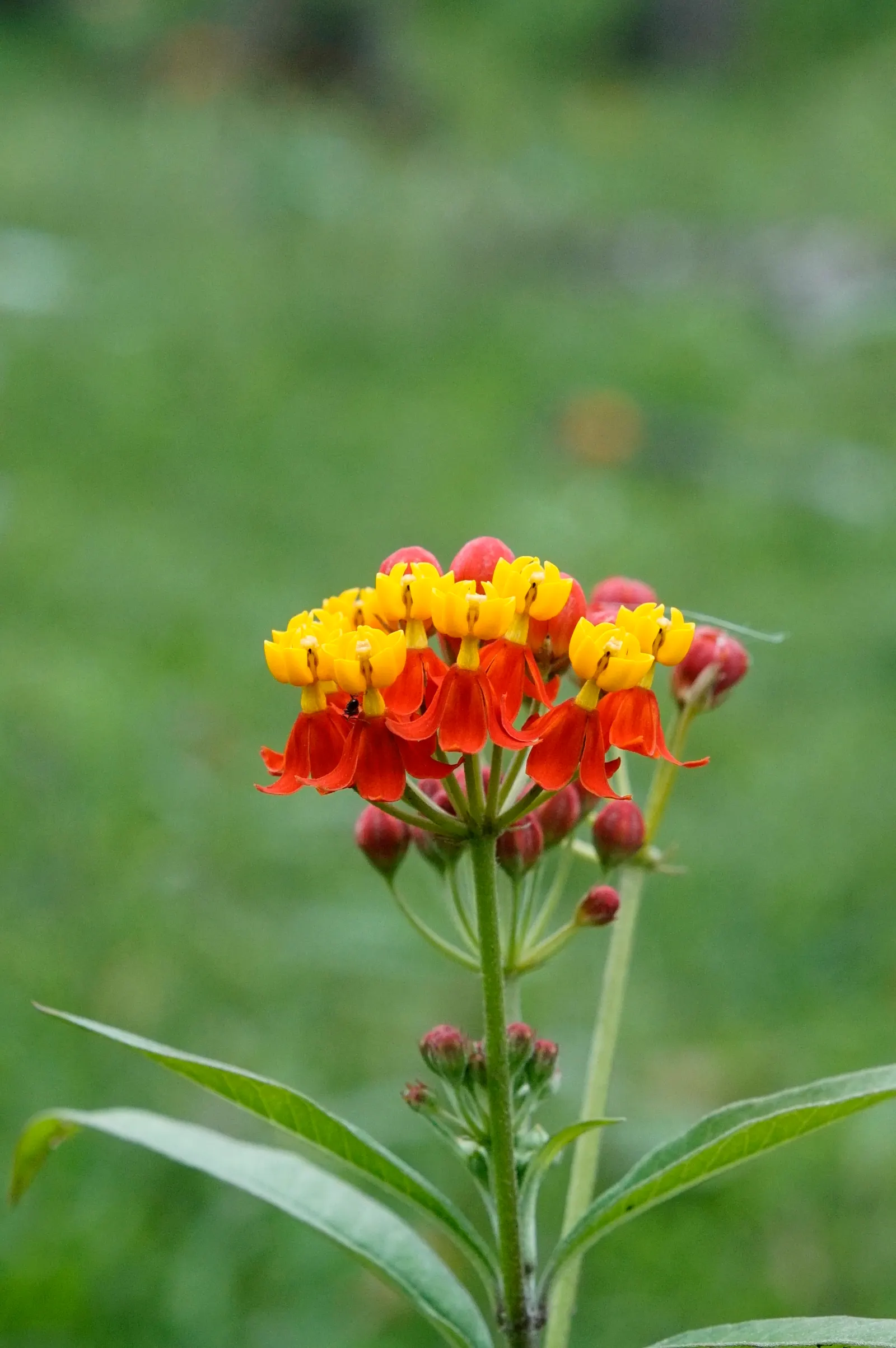 Tropical Milkweed (Asclepias Curassavica) — which bloom from spring to fall; asclepias curassavica is drought-tolerant once established and is, image 147