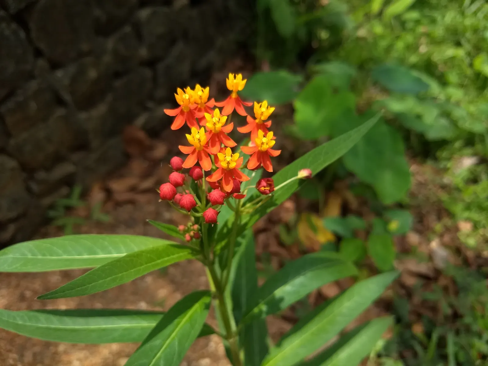 Tropical Milkweed (Asclepias Curassavica) — As an integral plant for pollinators; which bloom prolifically from early summer until the first frost, image 64