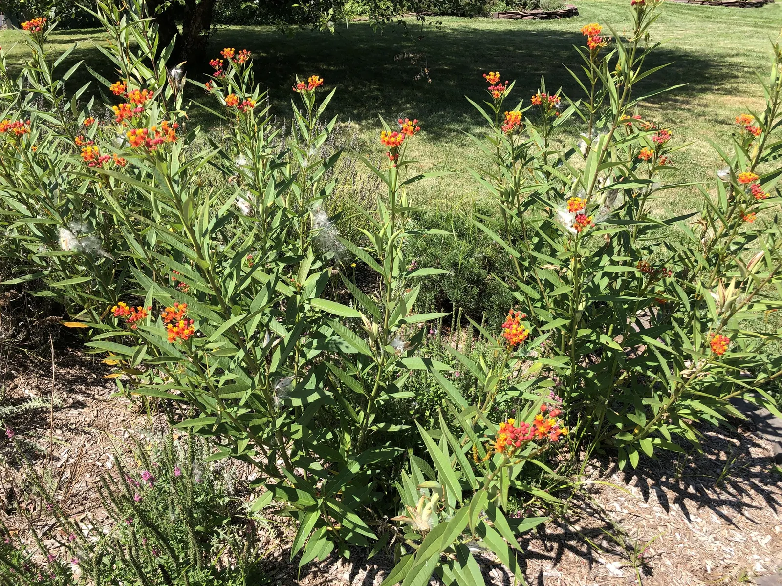 Tropical Milkweed (Asclepias Curassavica) — It is advised to space these plants 12 to 18 inches apart to allow for adequate air circulation and growth