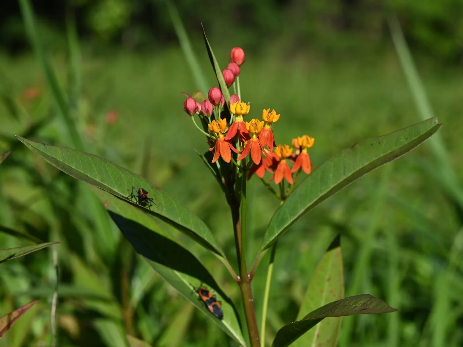 Tropical Milkweed (Asclepias Curassavica) — serving as a host for their larvae; with a deep green hue that contrasts beautifully against the fiery blossoms
