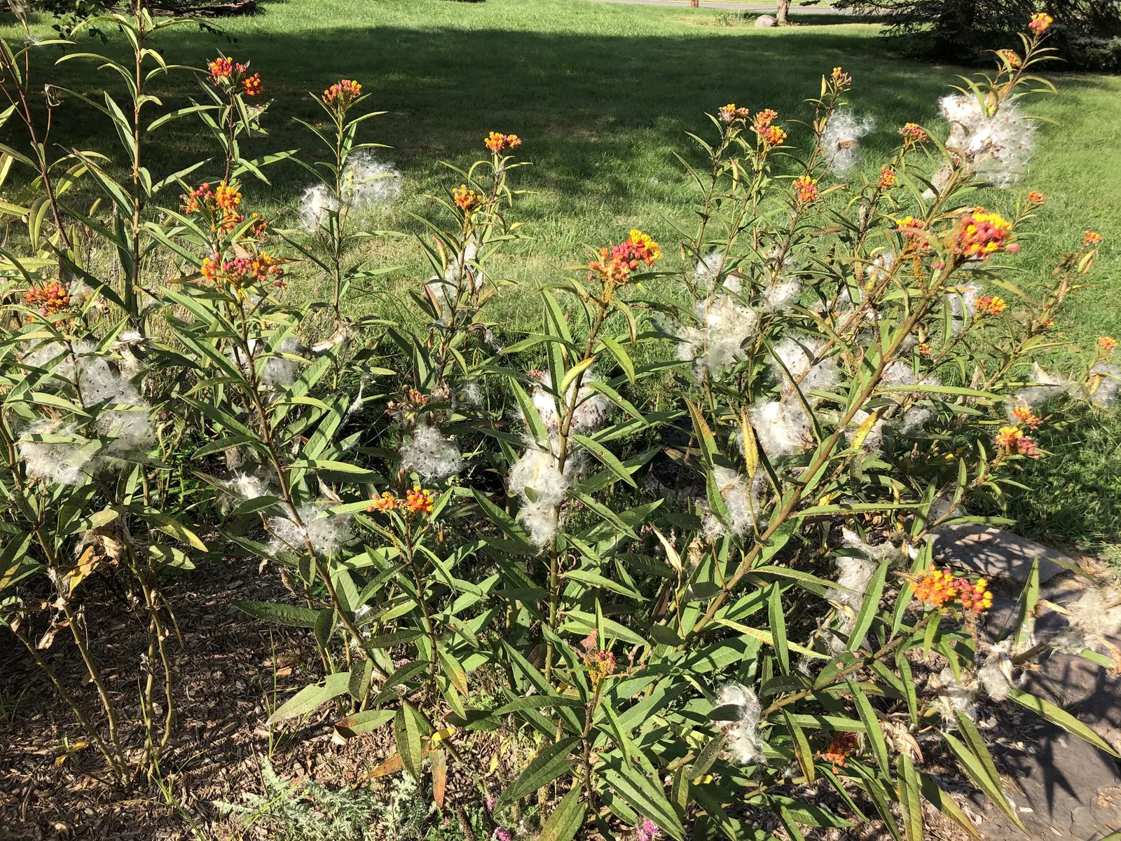 Tropical Milkweed (Asclepias Curassavica) — This species typically reaches a mature height of 2 to 3 feet with a spread of 1 to 2 feet; orange and, image 57