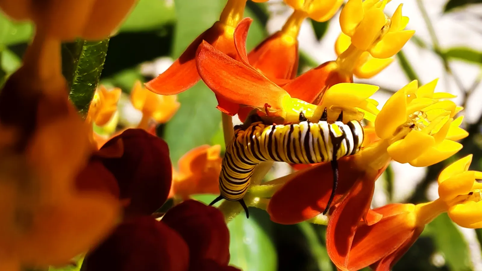 Tropical Milkweed (Asclepias Curassavica) — When proposing this plant for a garden; it is particularly known for attracting monarch butterflies, image 92