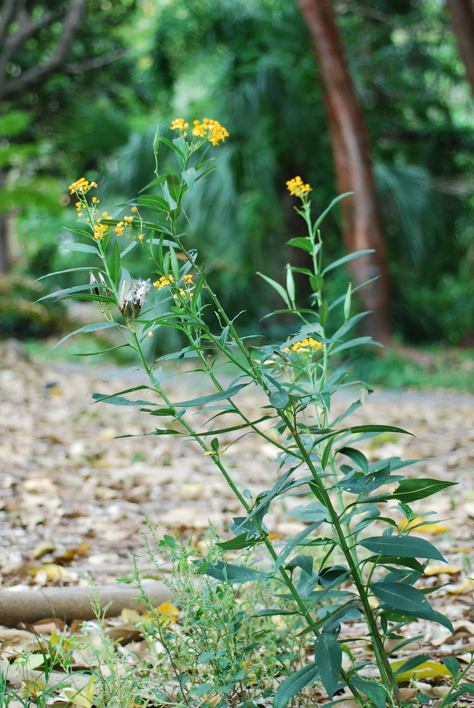 Tropical Milkweed (Asclepias Curassavica) — creating a striking visual against its lanceolate; tropical Milkweed, Asclepias curassavica, is a, image 148