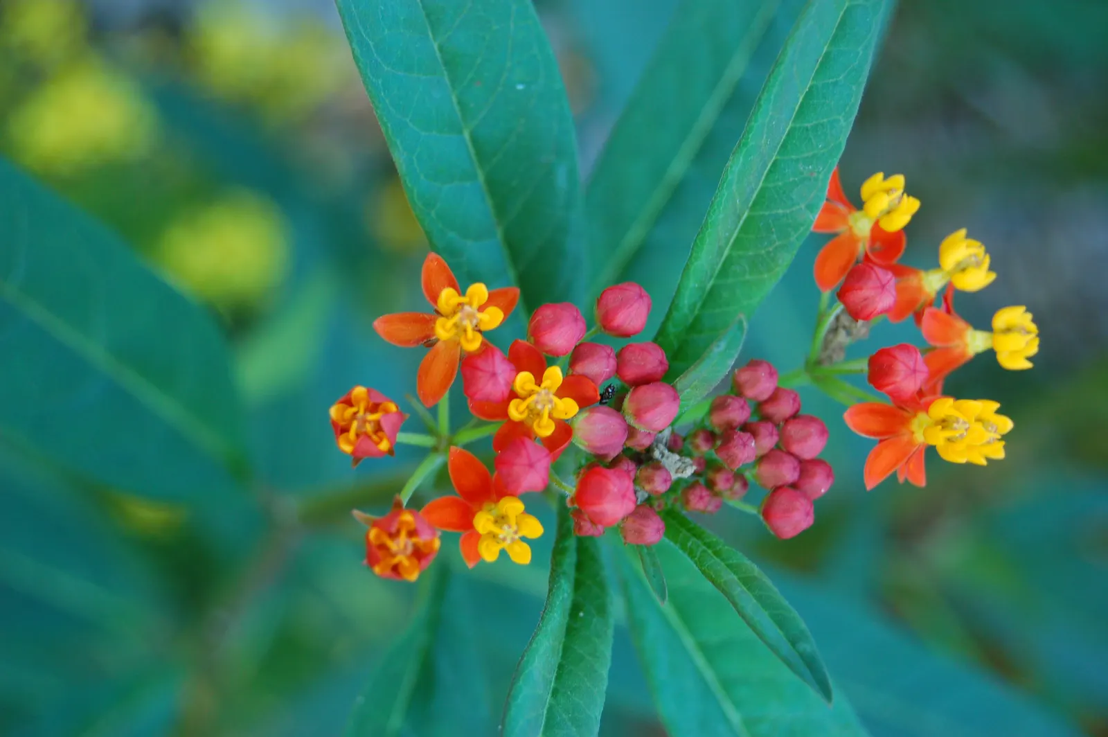 Tropical Milkweed (Asclepias Curassavica) — As an integral plant for pollinators; which bloom prolifically from early summer until the first frost, image 88