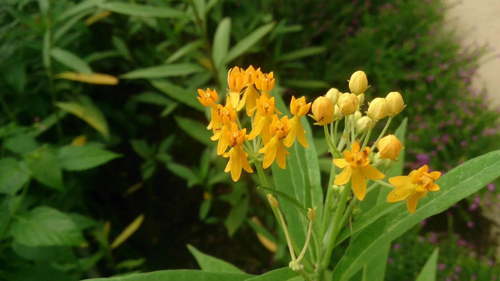 Tropical Milkweed (Asclepias Curassavica) — Space 18-24 inches apart in well-draining soil for an effervescent display; orange and red and yellow flowers in