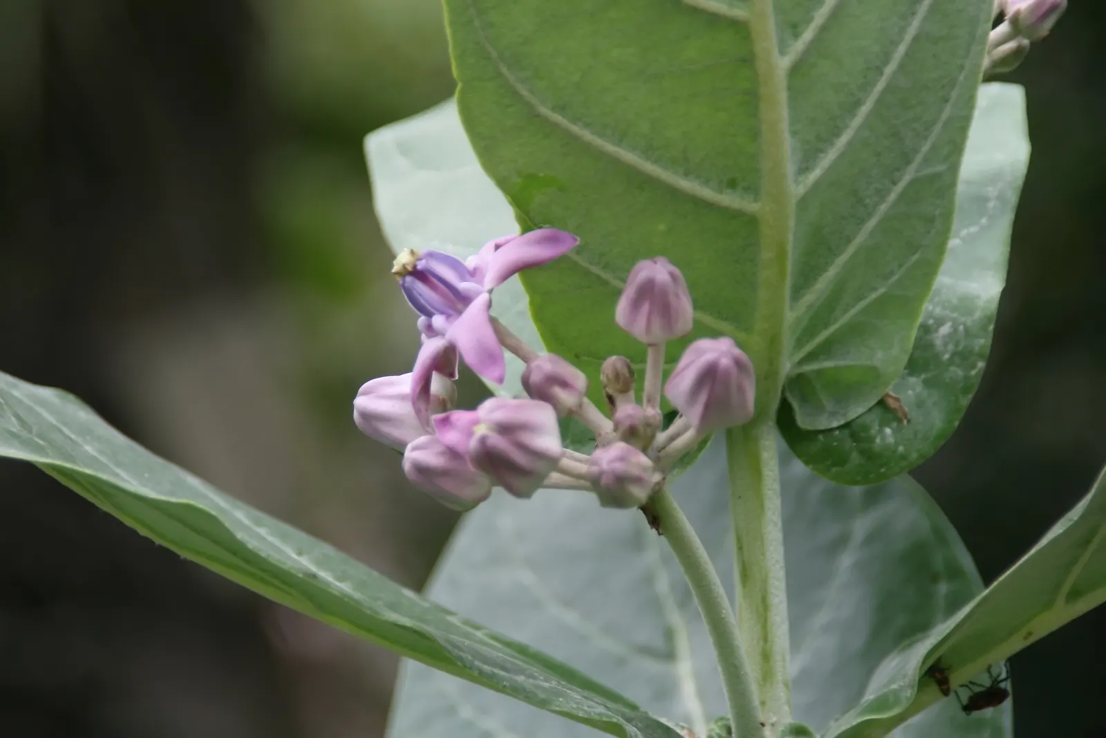 Tropical Milkweed (Asclepias Curassavica) — Space 18-24 inches apart in well-draining soil for an effervescent display; orange and red and yellow, image 103