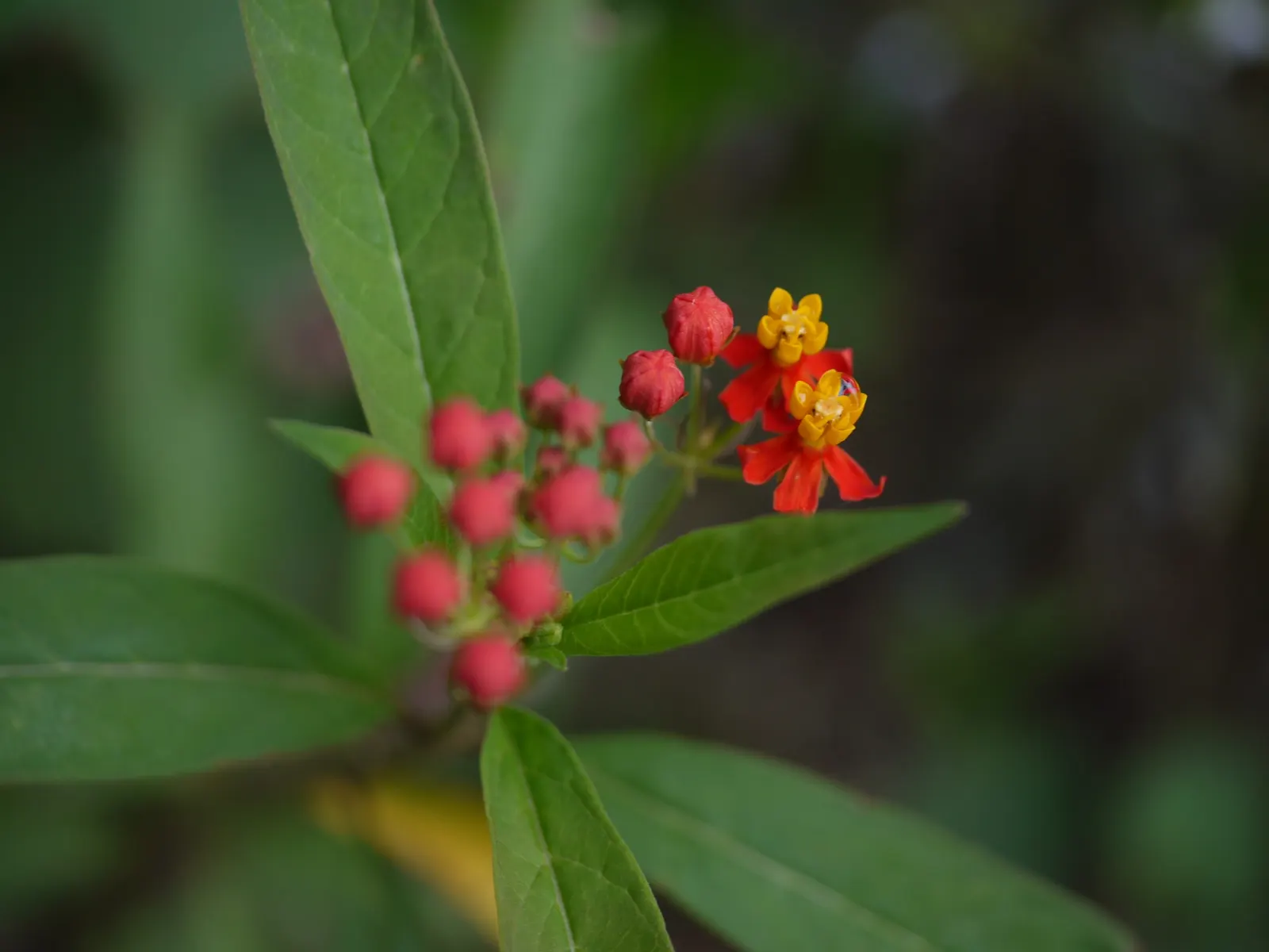 Tropical Milkweed (Asclepias Curassavica) — making it suitable for medium-sized garden spaces or as an accent in larger landscapes; it is advised to space