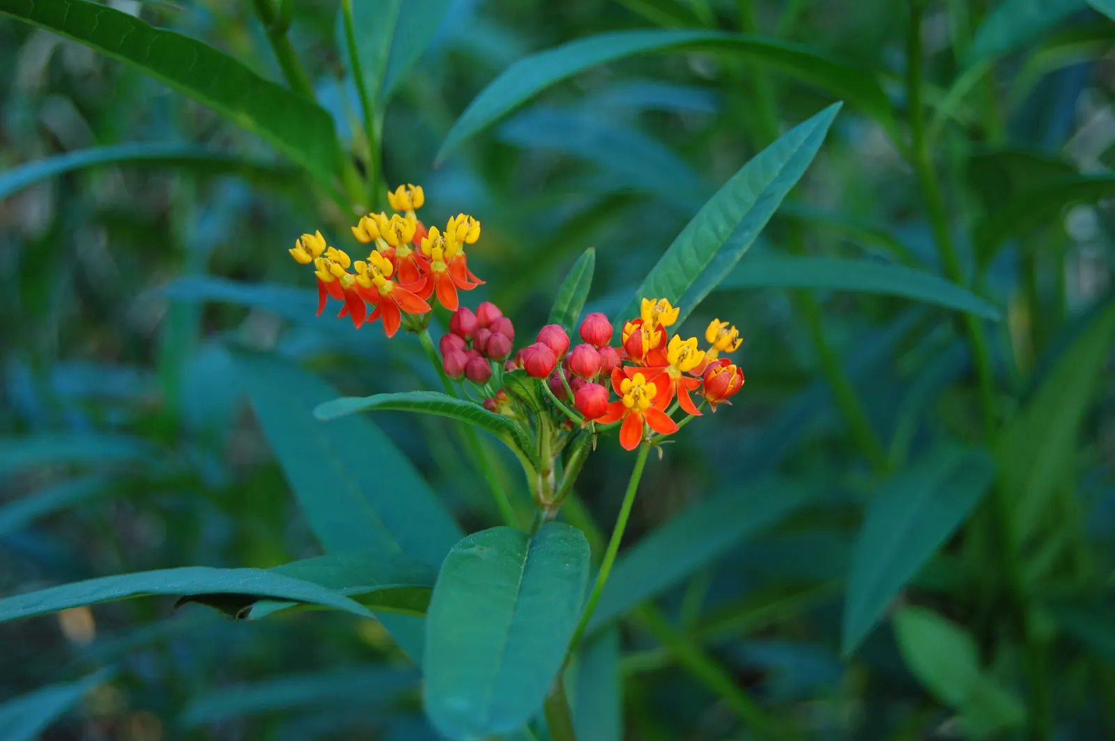 Tropical Milkweed (Asclepias Curassavica) — It boasts fiery orange and red flowers; its standout feature is the bold, image 74