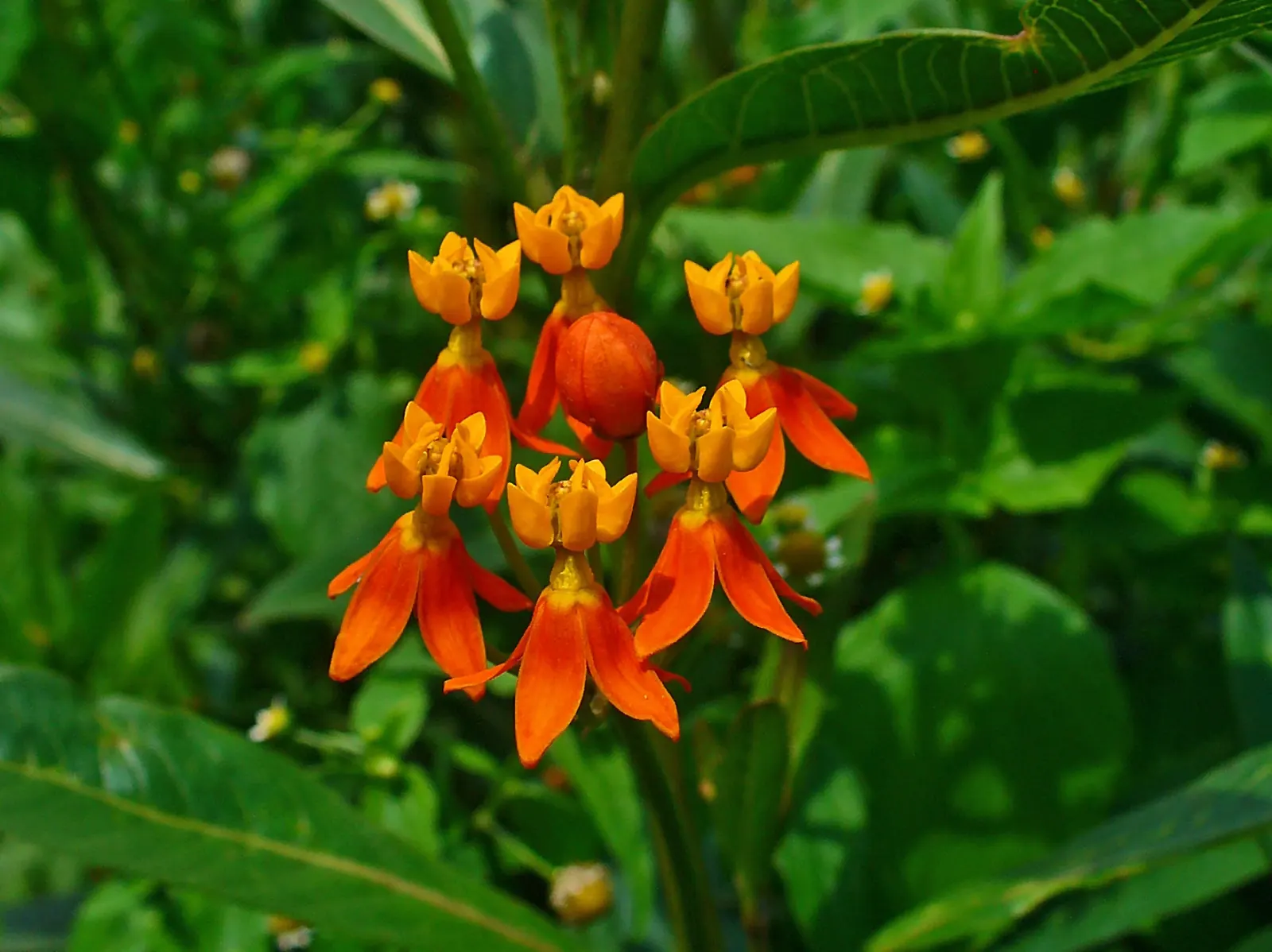 Tropical Milkweed (Asclepias Curassavica) — with a deep green hue that contrasts beautifully against the fiery blossoms; serving as a host for, image 87