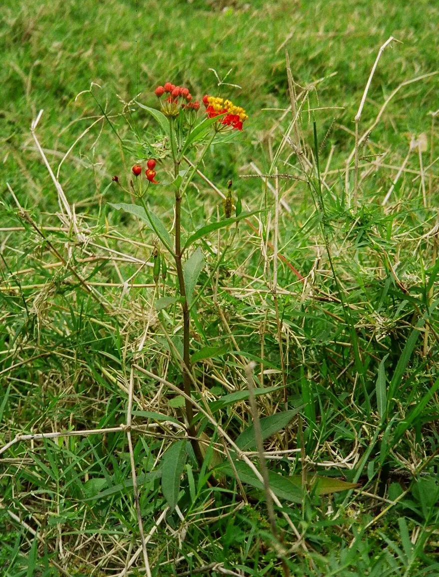Tropical Milkweed (Asclepias Curassavica) — creating a striking visual against its lanceolate; tropical Milkweed, Asclepias curassavica, is a, image 100