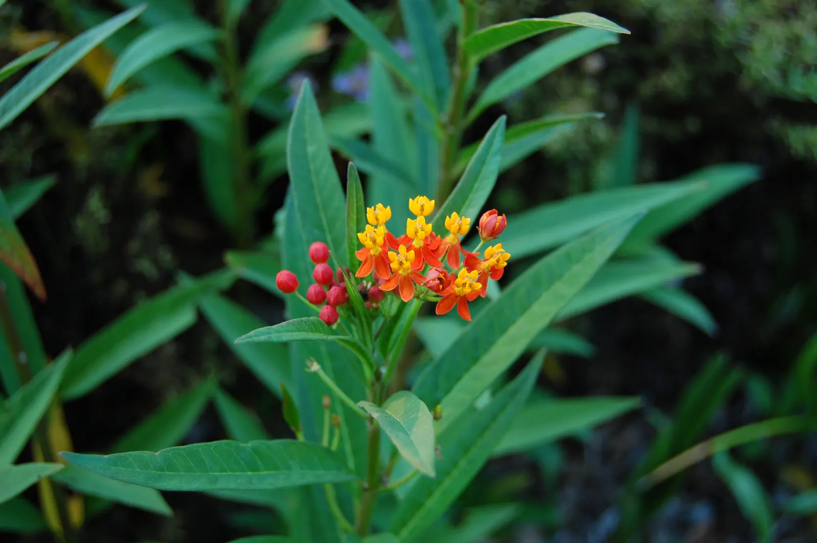 Tropical Milkweed (Asclepias Curassavica) — As an integral plant for pollinators