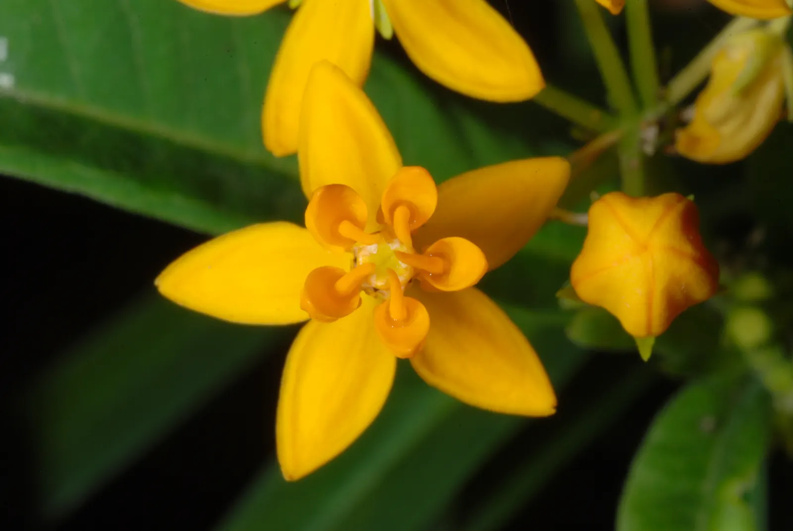 Tropical Milkweed (Asclepias Curassavica) — creating a striking visual against its lanceolate; tropical Milkweed, Asclepias curassavica, is a, image 52