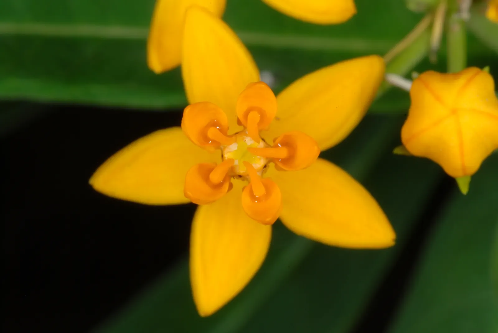 Tropical Milkweed (Asclepias Curassavica) — Tropical Milkweed, Asclepias curassavica, is a vibrant perennial, flourishing up to 4ft tall; creating, image 73
