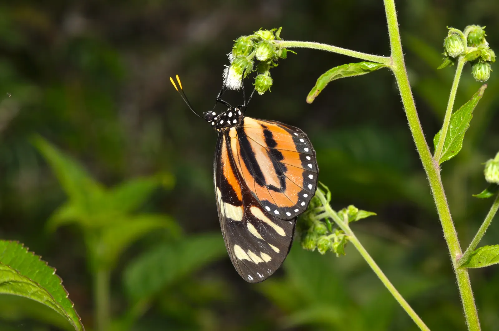 Tropical Milkweed (Asclepias Curassavica) — Tropical Milkweed, Asclepias curassavica, is a vibrant perennial, flourishing up to 4ft tall; creating, image 145