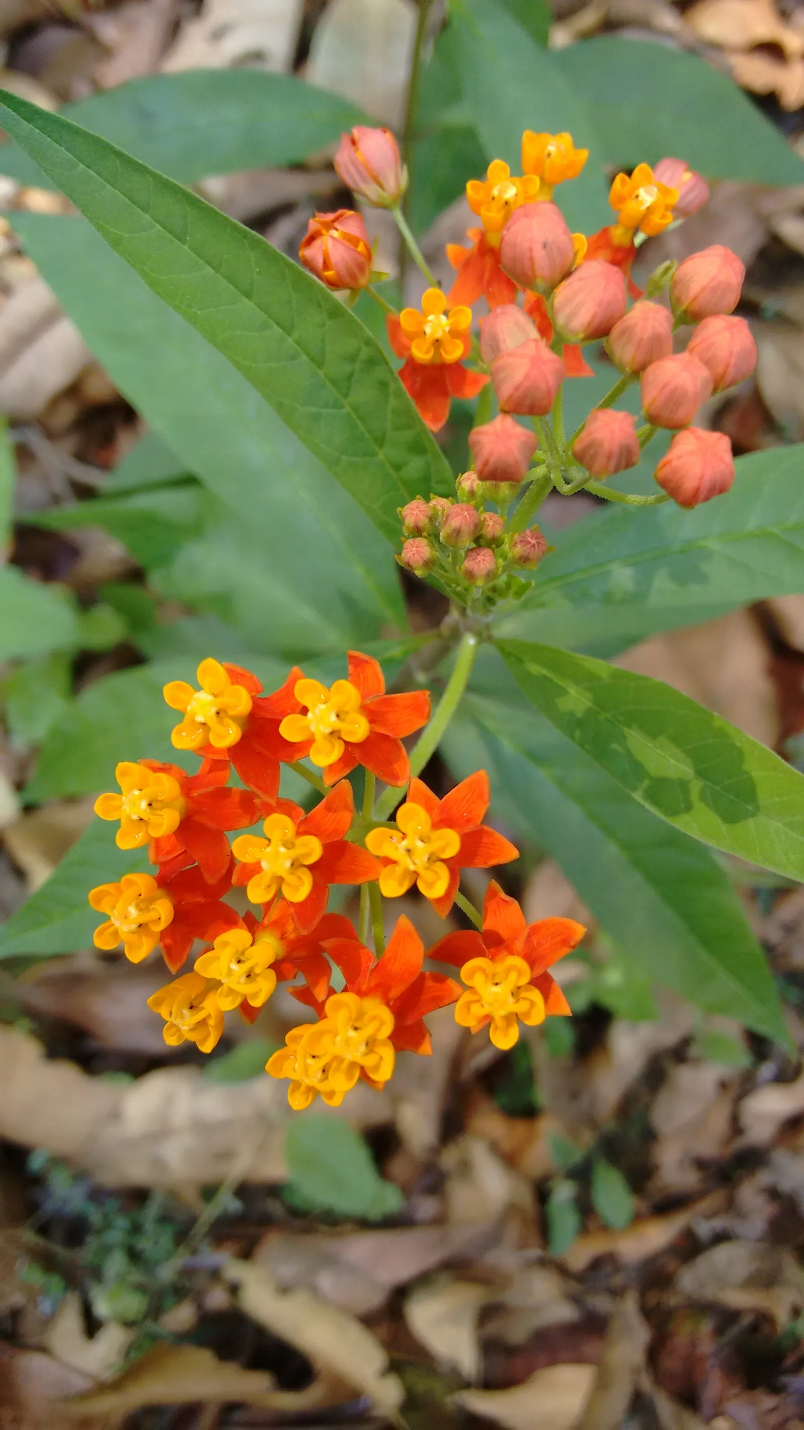 Tropical Milkweed (Asclepias Curassavica) — orange and red and yellow flowers in the garden; space 18-24 inches apart in well-draining soil for an, image 70