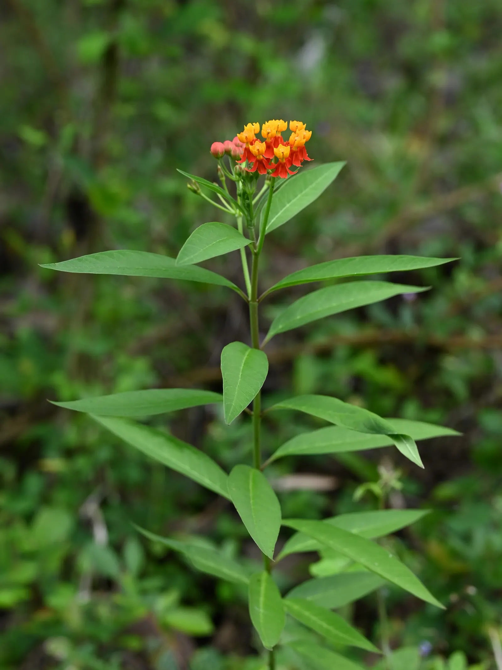 Tropical Milkweed (Asclepias Curassavica) — drought-tolerant plant is an invaluable resource for Monarch butterflies; is a vibrant perennial that, image 53