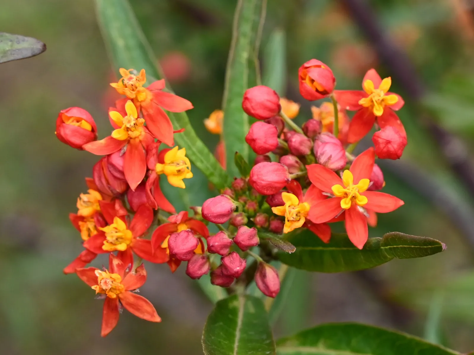 Tropical Milkweed (Asclepias Curassavica) — Its standout feature is the bold; it boasts fiery orange and red flowers, image 155