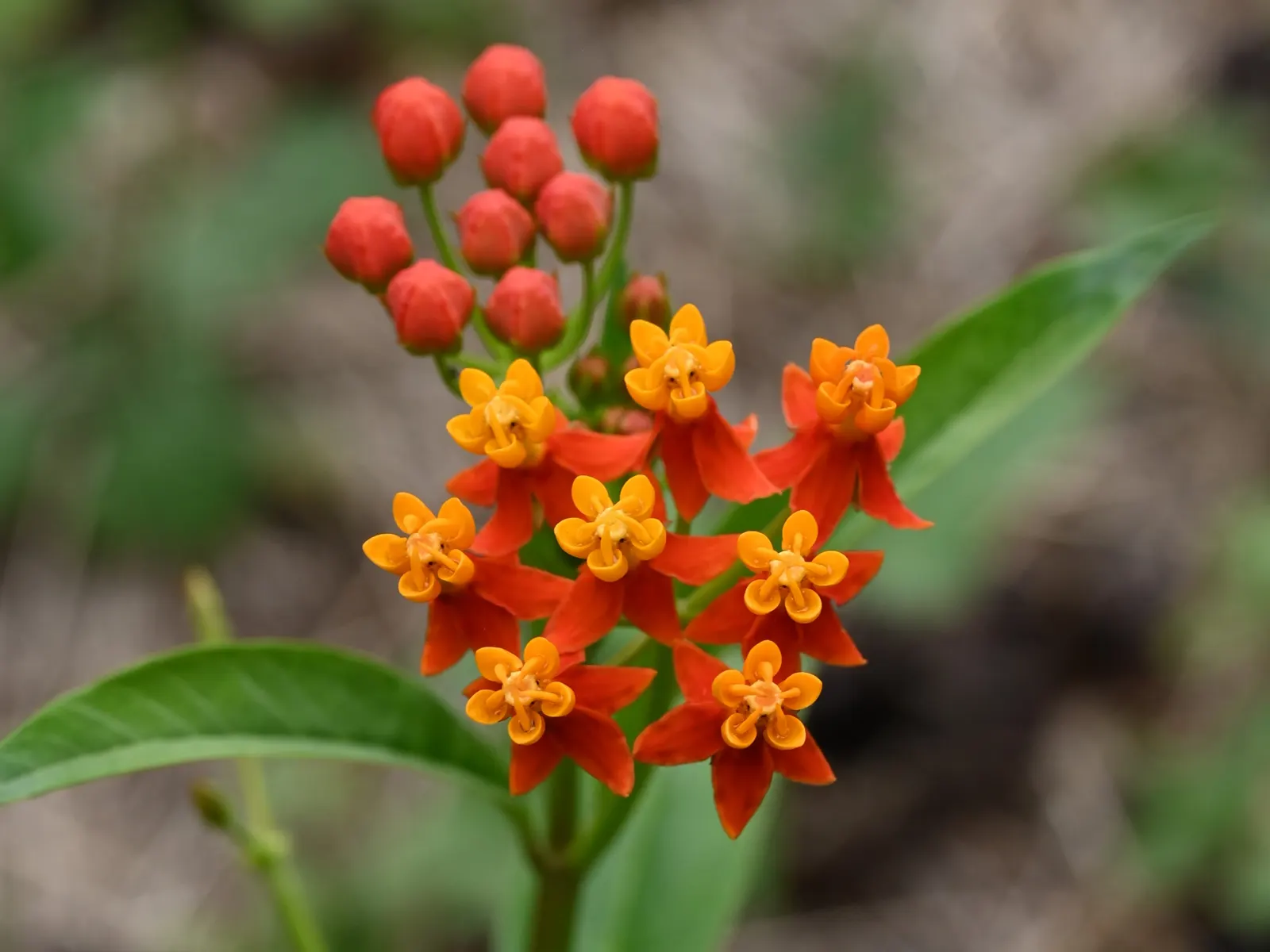 Tropical Milkweed (Asclepias Curassavica) — with a deep green hue that contrasts beautifully against the fiery blossoms; serving as a host for, image 63
