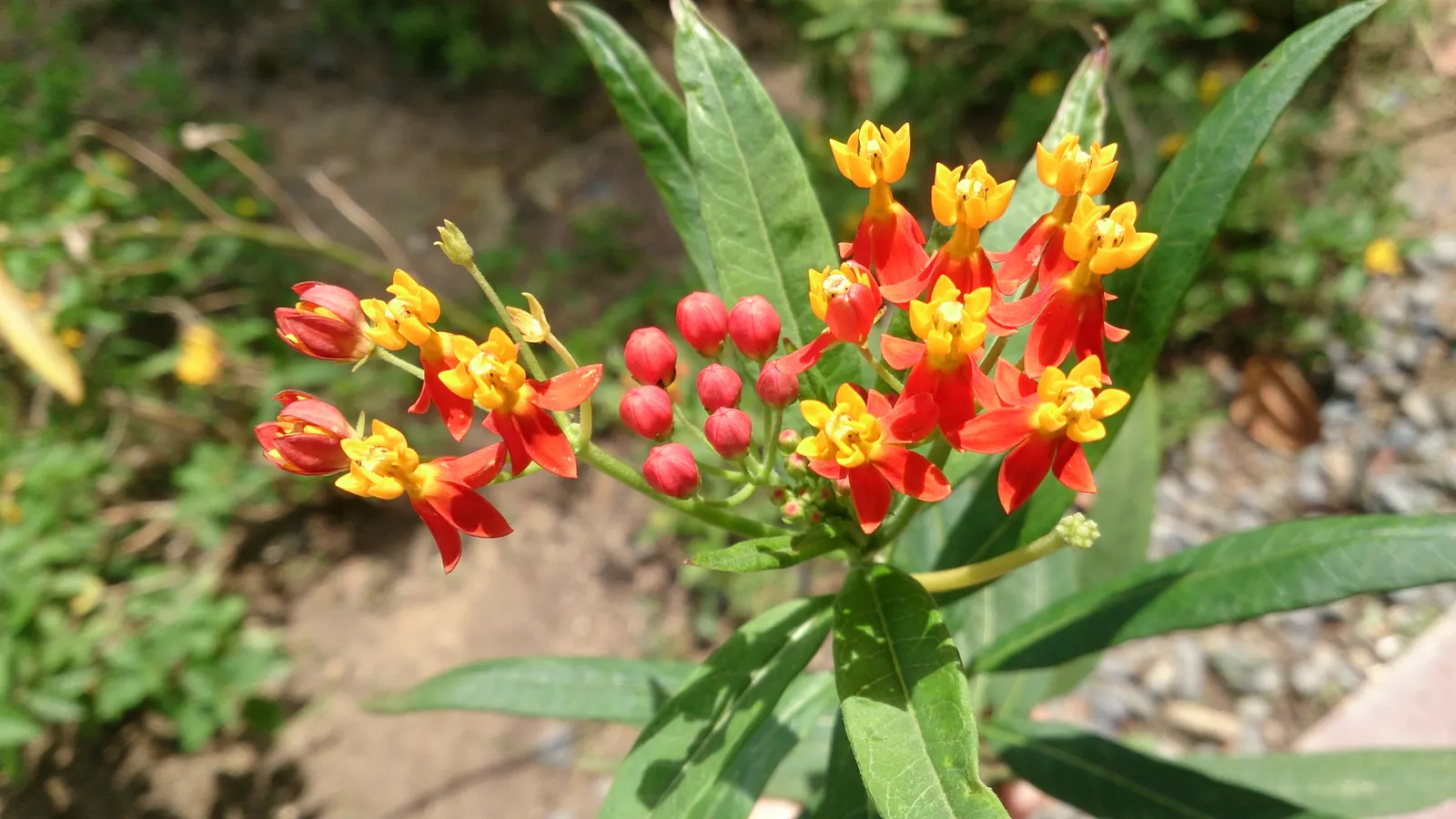 Tropical Milkweed (Asclepias Curassavica) — which bloom prolifically from early summer until the first frost; as an integral plant for pollinators, image 85