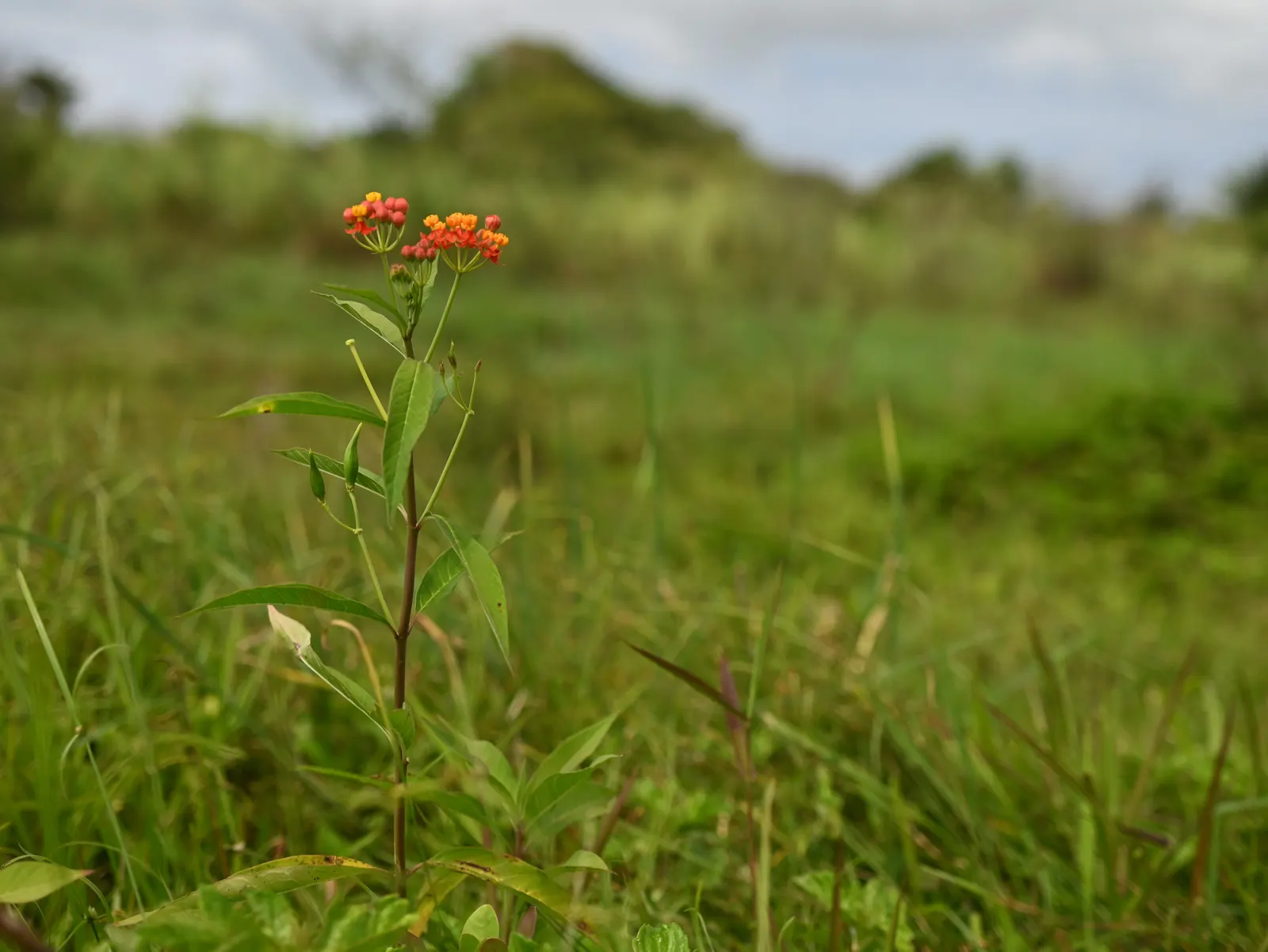 Tropical Milkweed (Asclepias Curassavica) — Its standout feature is the bold; it boasts fiery orange and red flowers, image 131