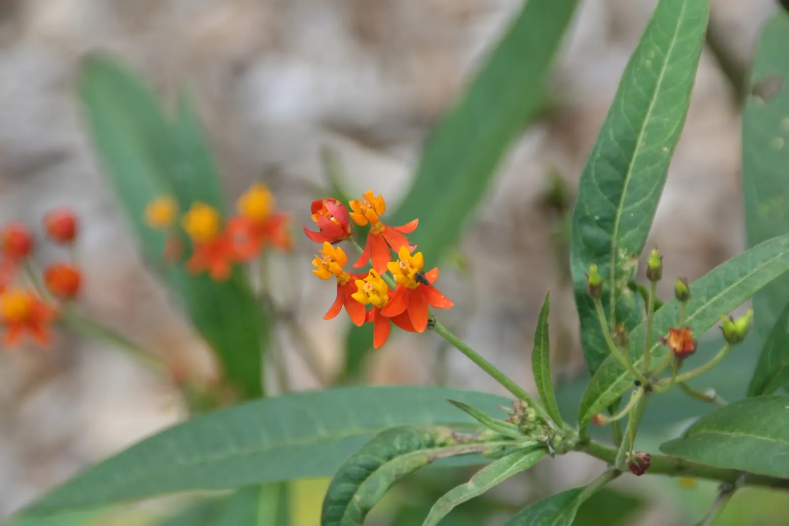 Tropical Milkweed (Asclepias Curassavica) — it is particularly known for attracting monarch butterflies; when proposing this plant for a garden, image 65