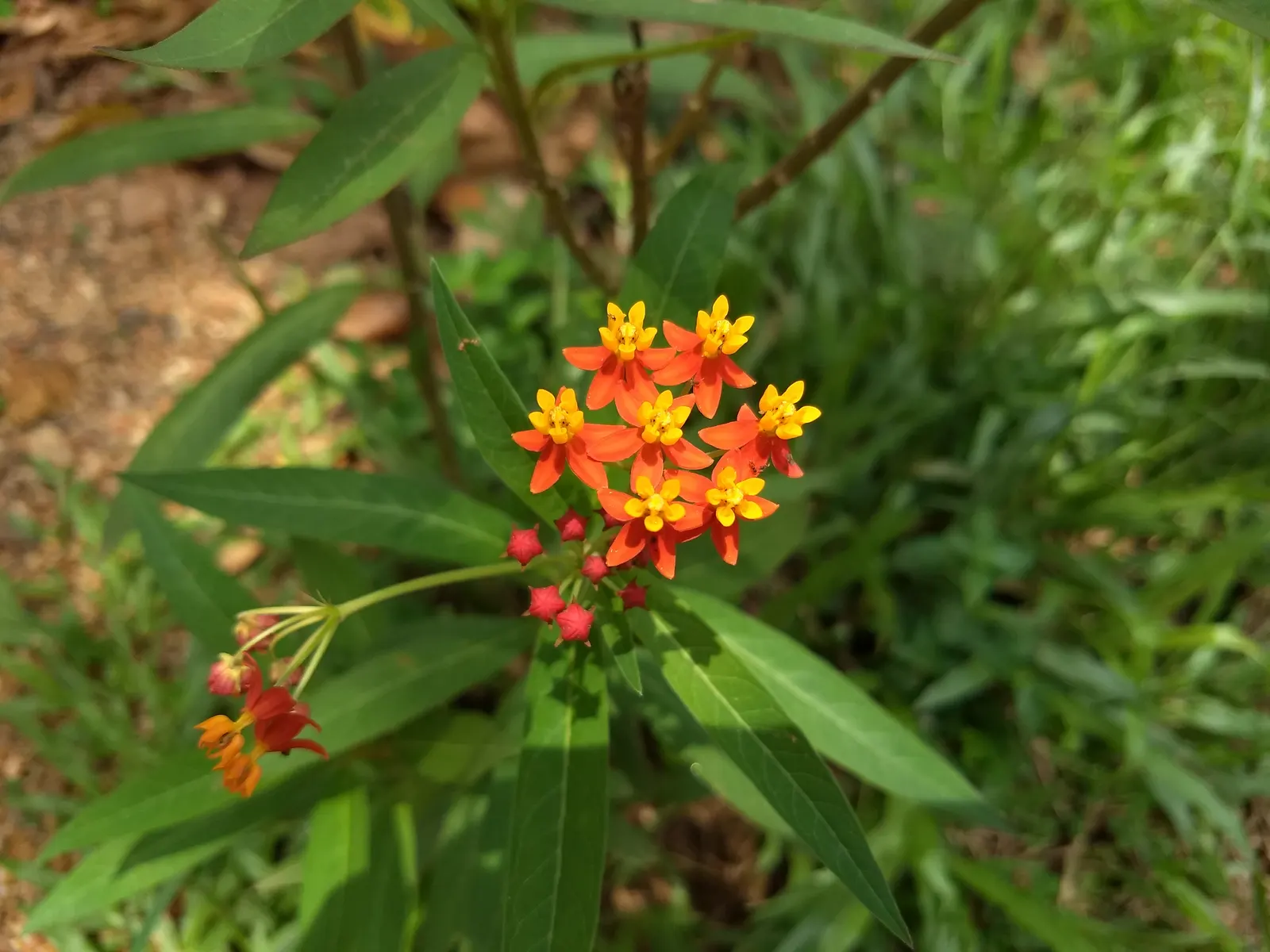 Tropical Milkweed (Asclepias Curassavica) — Asclepias curassavica is drought-tolerant once established and is typically easy to maintain