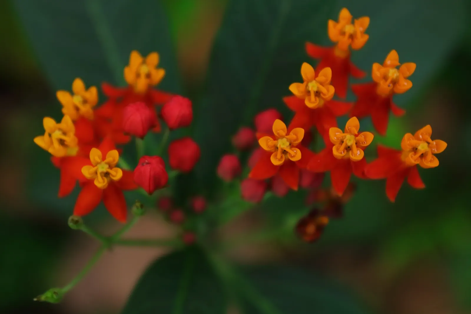 Tropical Milkweed (Asclepias Curassavica) — is a vibrant perennial that offers a striking addition to any landscape design; drought-tolerant plant, image 128