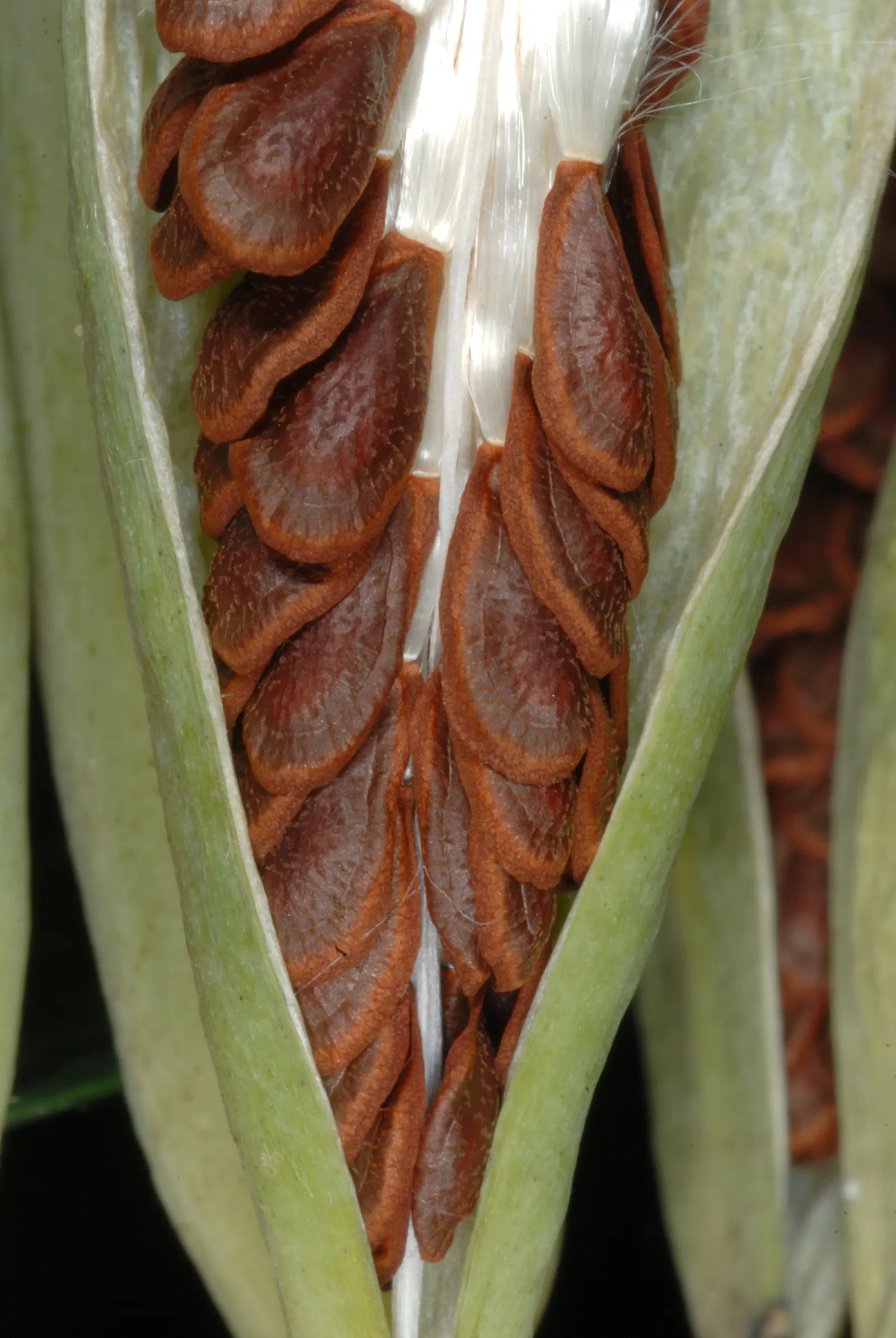 Tropical Milkweed (Asclepias Curassavica) — measuring approximately 4 to 6 inches in length; perennial with orange and red and yellow blooms, image 62