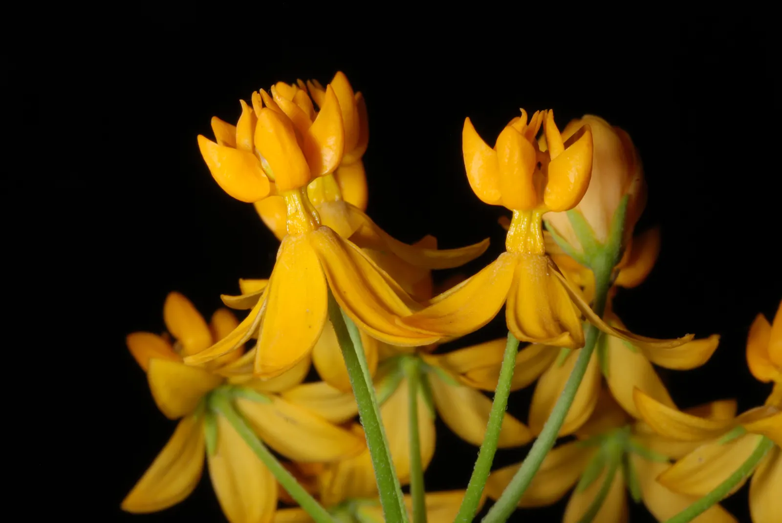 Tropical Milkweed (Asclepias Curassavica) — When proposing this plant for a garden; it is particularly known for attracting monarch butterflies, image 116