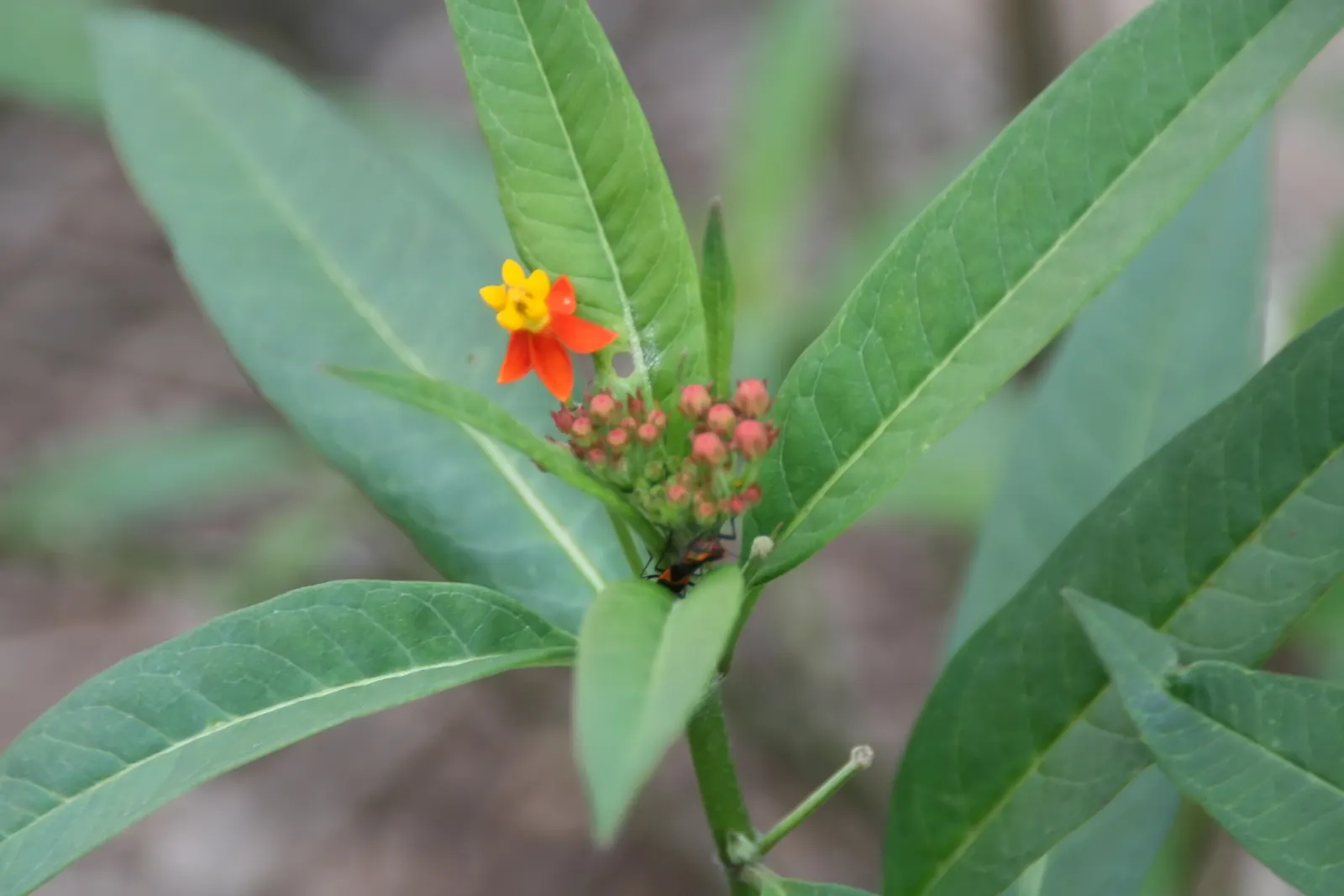 Tropical Milkweed (Asclepias Curassavica) — orange and red flower clusters known as umbels; this species typically reaches a mature height of 2 to, image 84