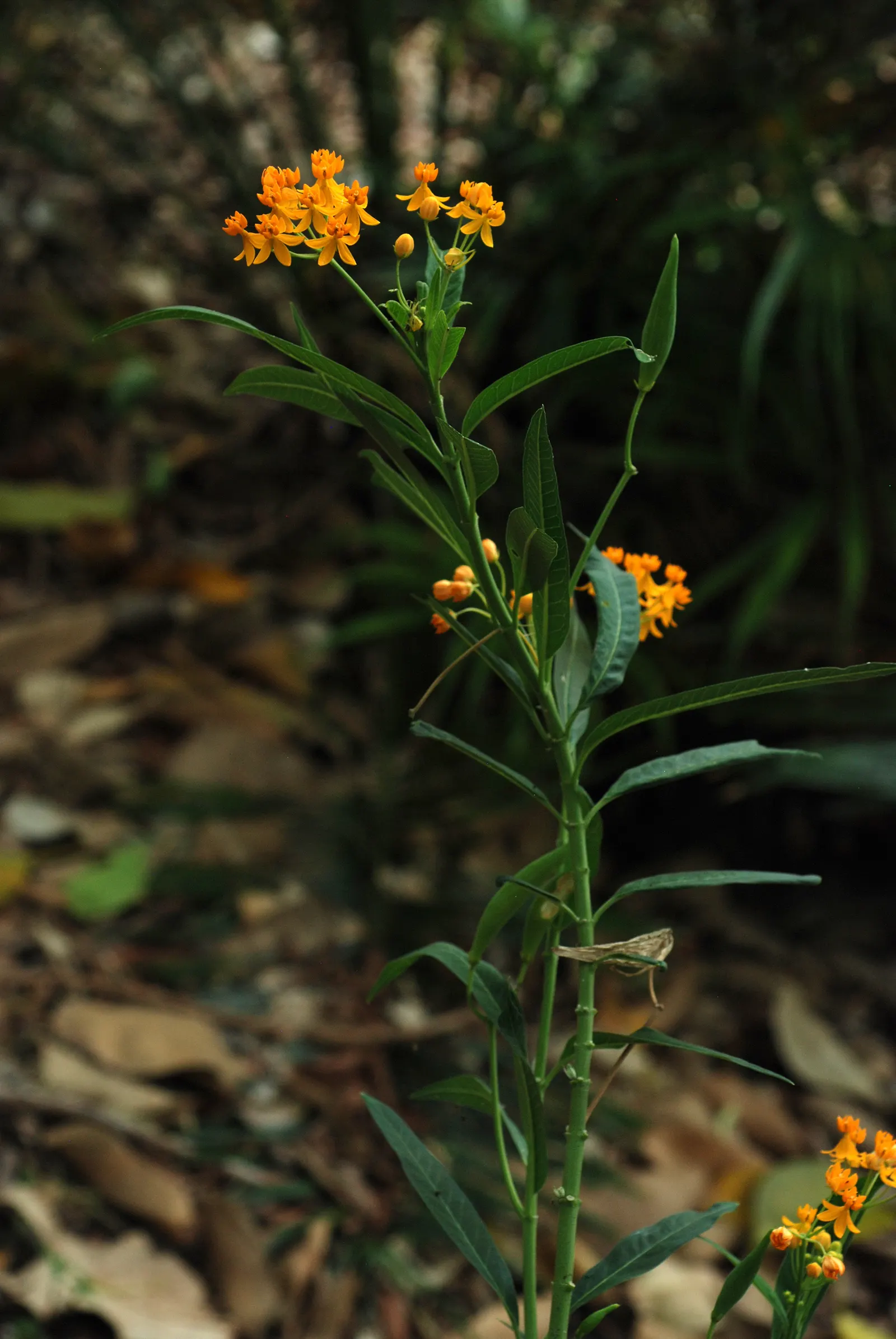 Tropical Milkweed (Asclepias Curassavica) — with a deep green hue that contrasts beautifully against the fiery blossoms; serving as a host for, image 135