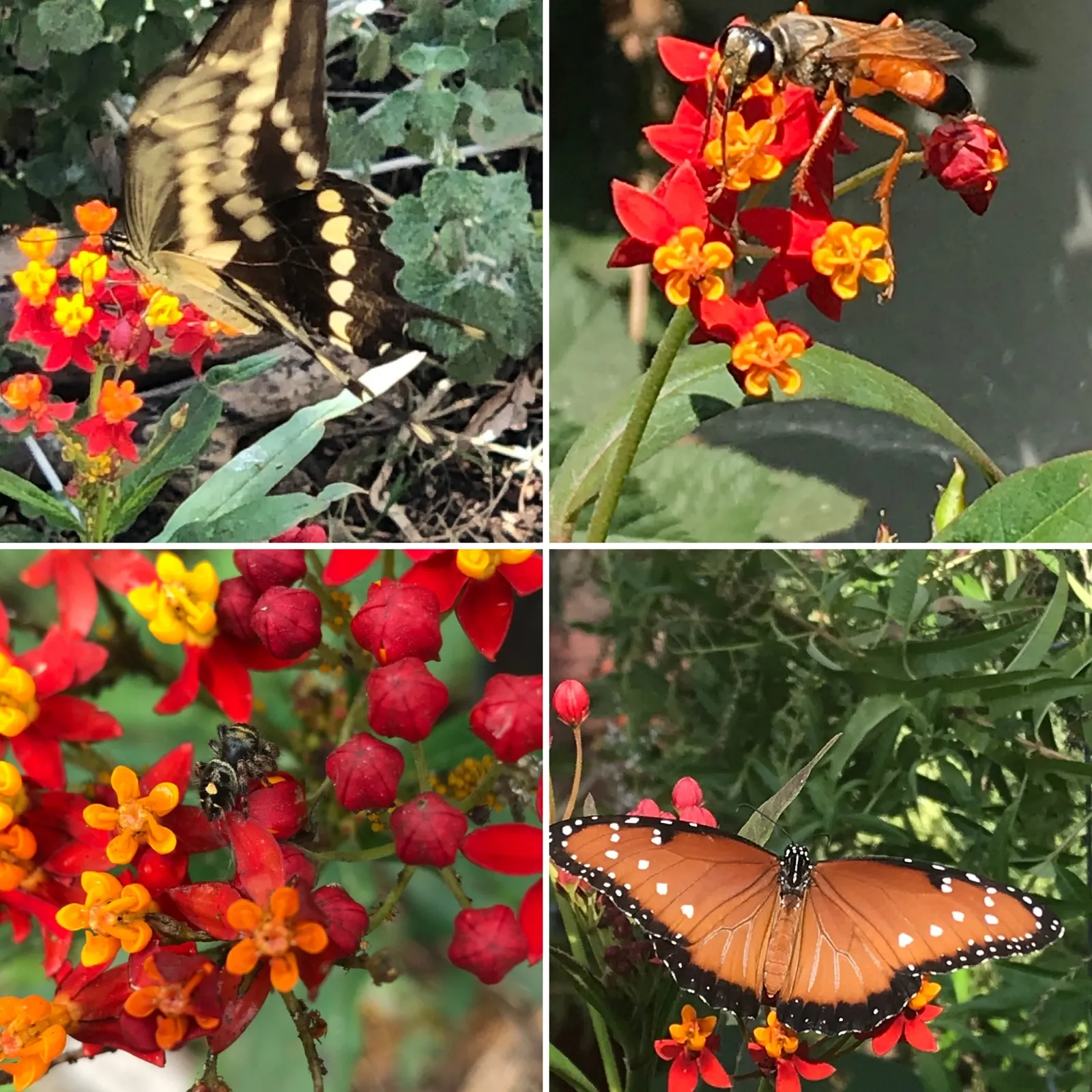 Tropical Milkweed (Asclepias Curassavica) — making it suitable for medium-sized garden spaces or as an accent in larger landscapes; it is advised, image 82