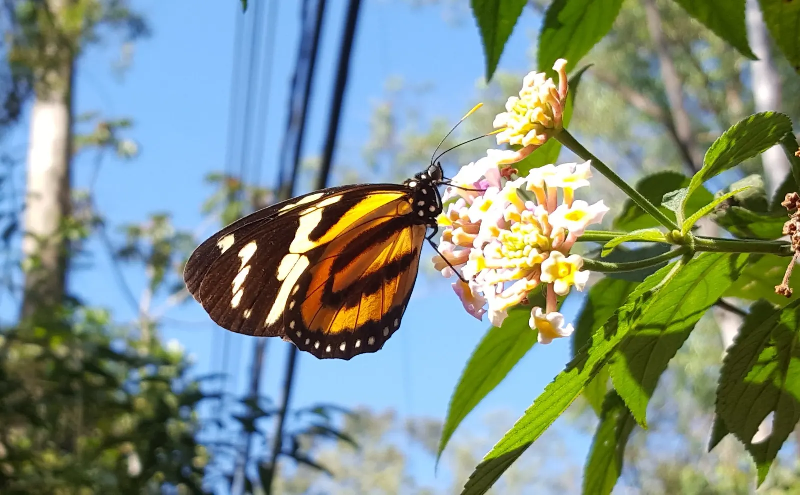 Tropical Milkweed (Asclepias Curassavica) — drought-tolerant plant is an invaluable resource for Monarch butterflies; is a vibrant perennial that, image 125
