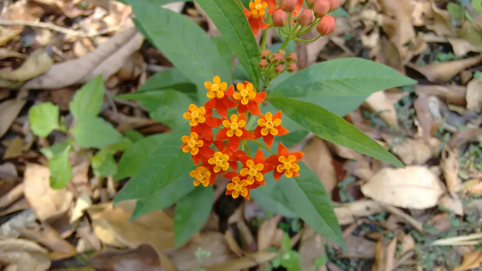 Tropical Milkweed (Asclepias Curassavica) — which bloom from spring to fall; asclepias curassavica is drought-tolerant once established and is, image 99