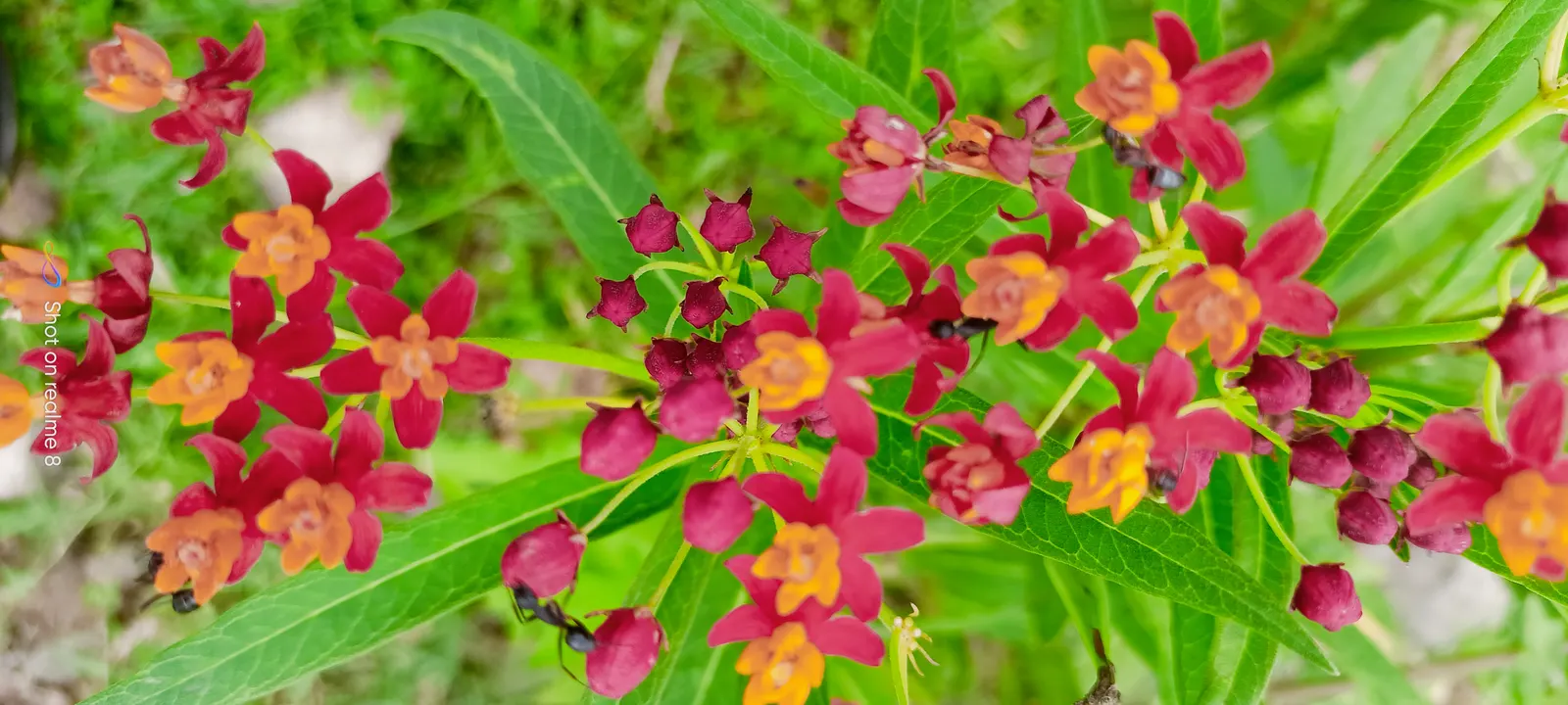 Tropical Milkweed (Asclepias Curassavica) — orange and red and yellow flowers in the garden; space 18-24 inches apart in well-draining soil for an, image 118