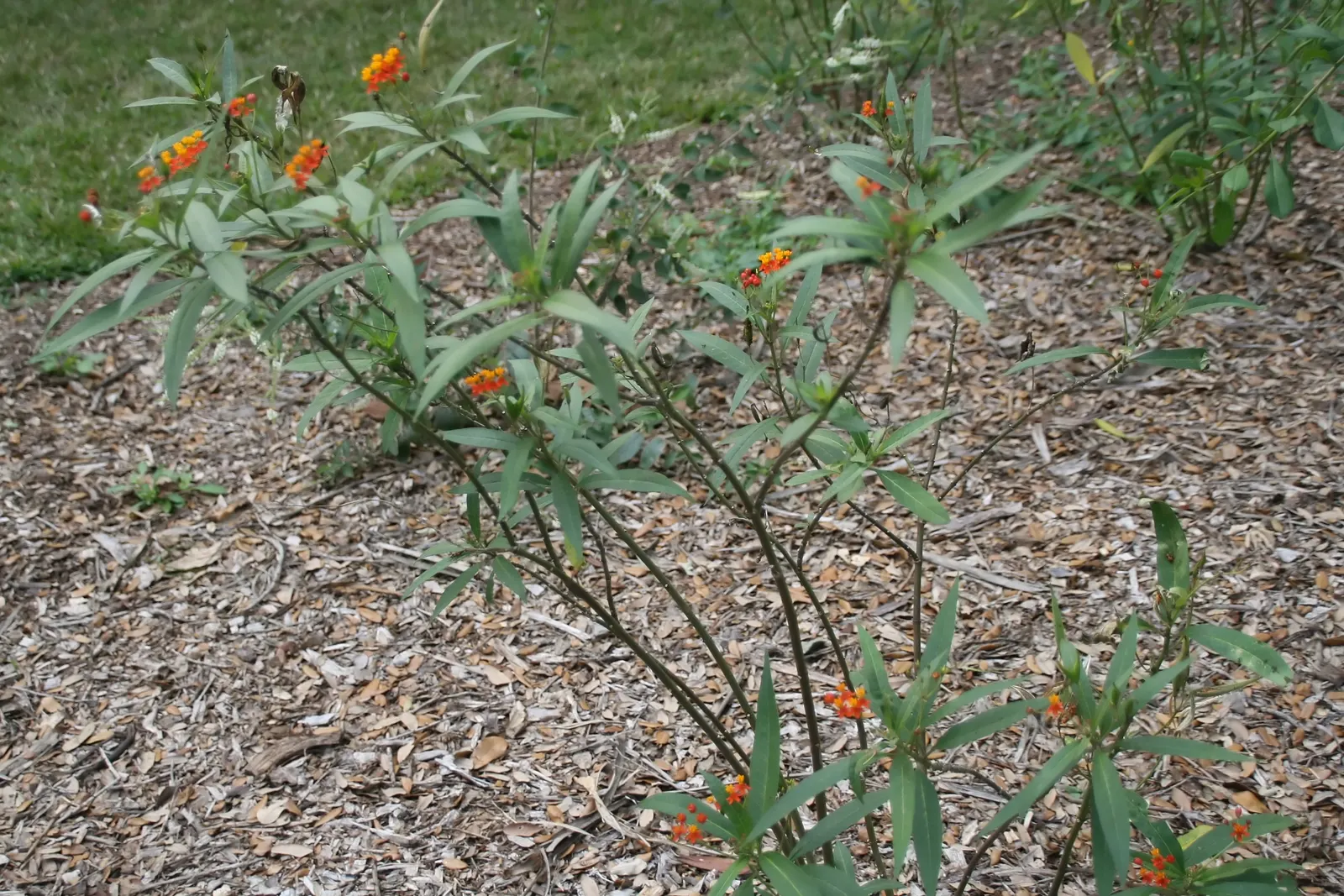 Tropical Milkweed (Asclepias Curassavica) — It is advised to space these plants 12 to 18 inches apart to allow for adequate air circulation and, image 139