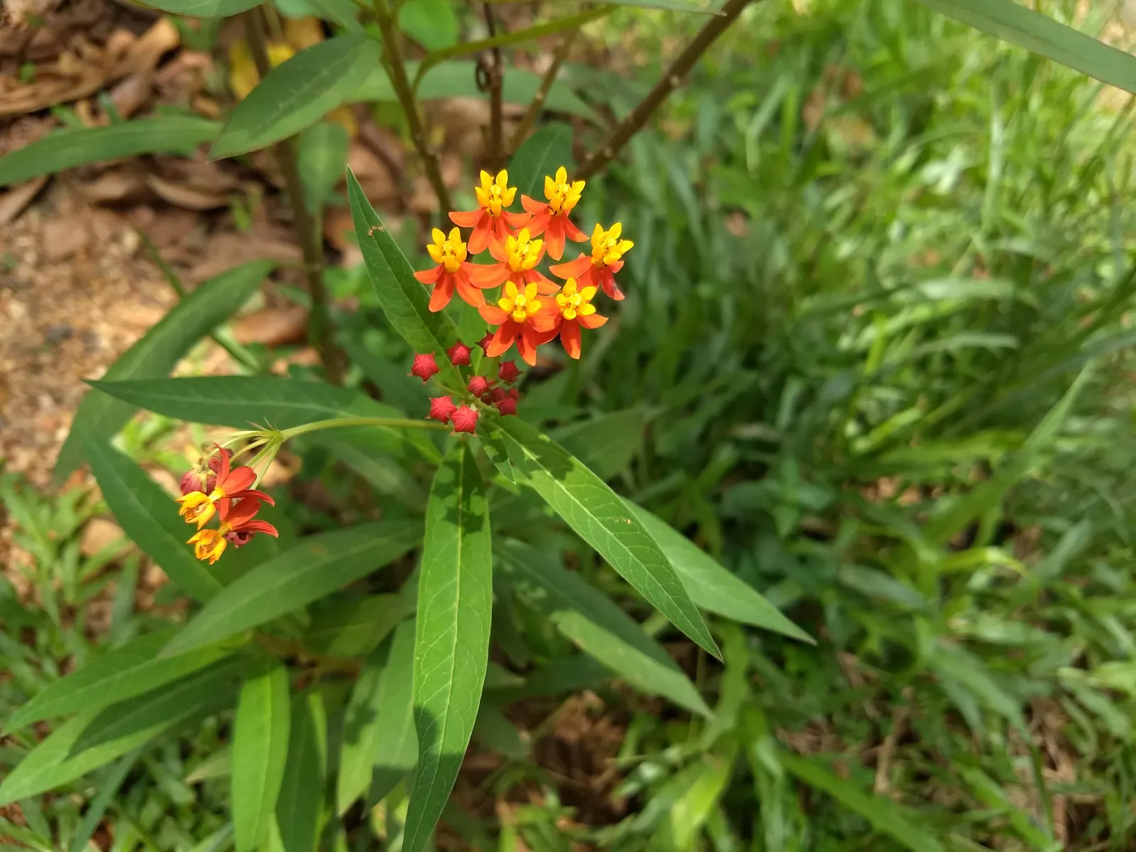 Tropical Milkweed (Asclepias Curassavica) — drought-tolerant plant is an invaluable resource for Monarch butterflies; is a vibrant perennial that, image 101