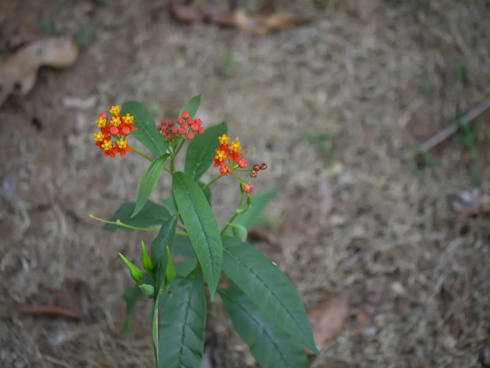 Tropical Milkweed (Asclepias Curassavica) — it is particularly known for attracting monarch butterflies; when proposing this plant for a garden