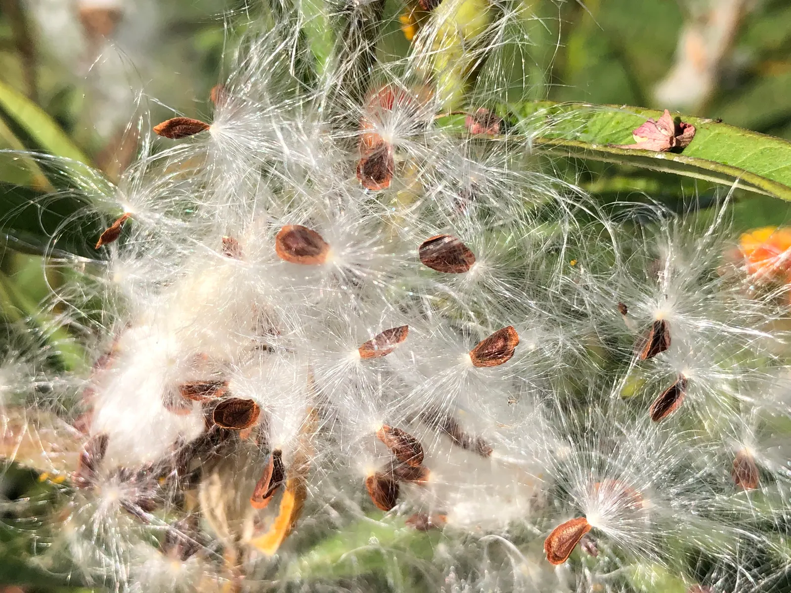 Tropical Milkweed (Asclepias Curassavica) — This species typically reaches a mature height of 2 to 3 feet with a spread of 1 to 2 feet; orange and red flower