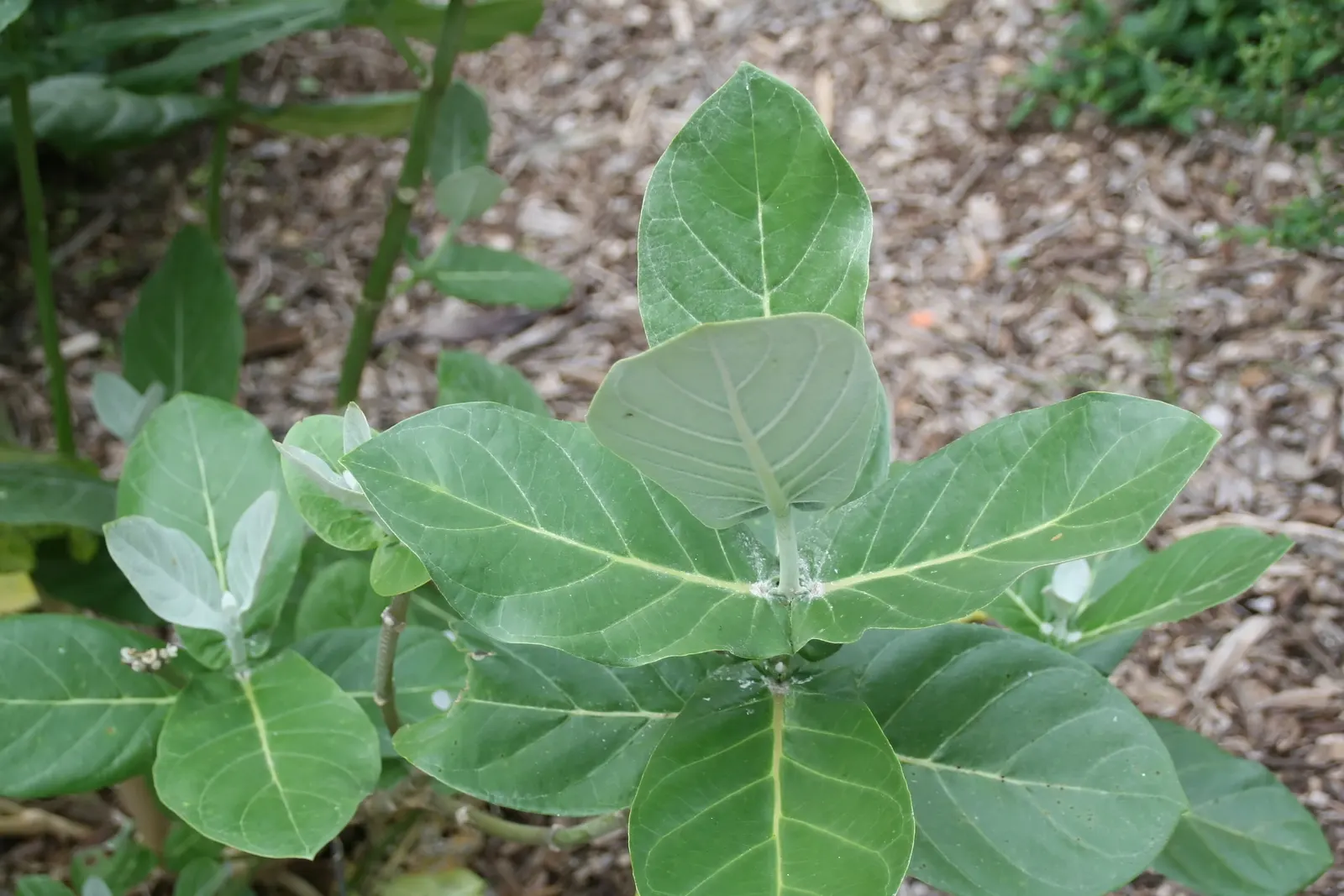 Tropical Milkweed (Asclepias Curassavica) — perennial with orange and red and yellow blooms; measuring approximately 4 to 6 inches in length, image 119